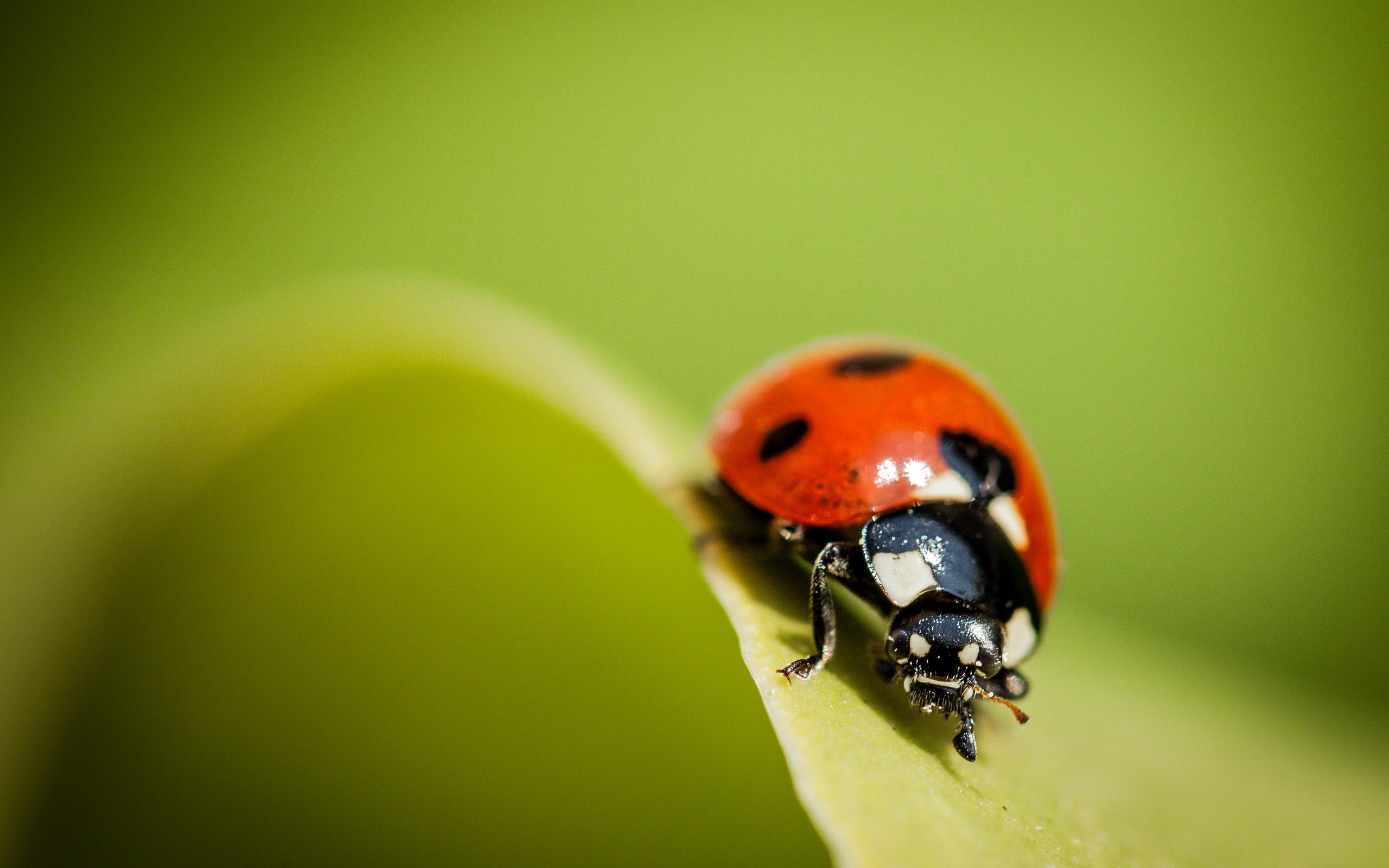 Ladybug Wallpaper, Picture, Image