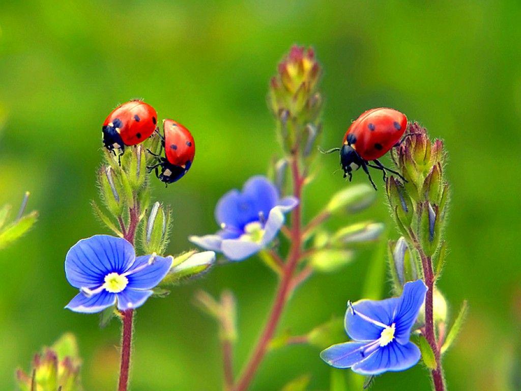 ladybug picture. Free Ladybugs on Flowers Wallpaper