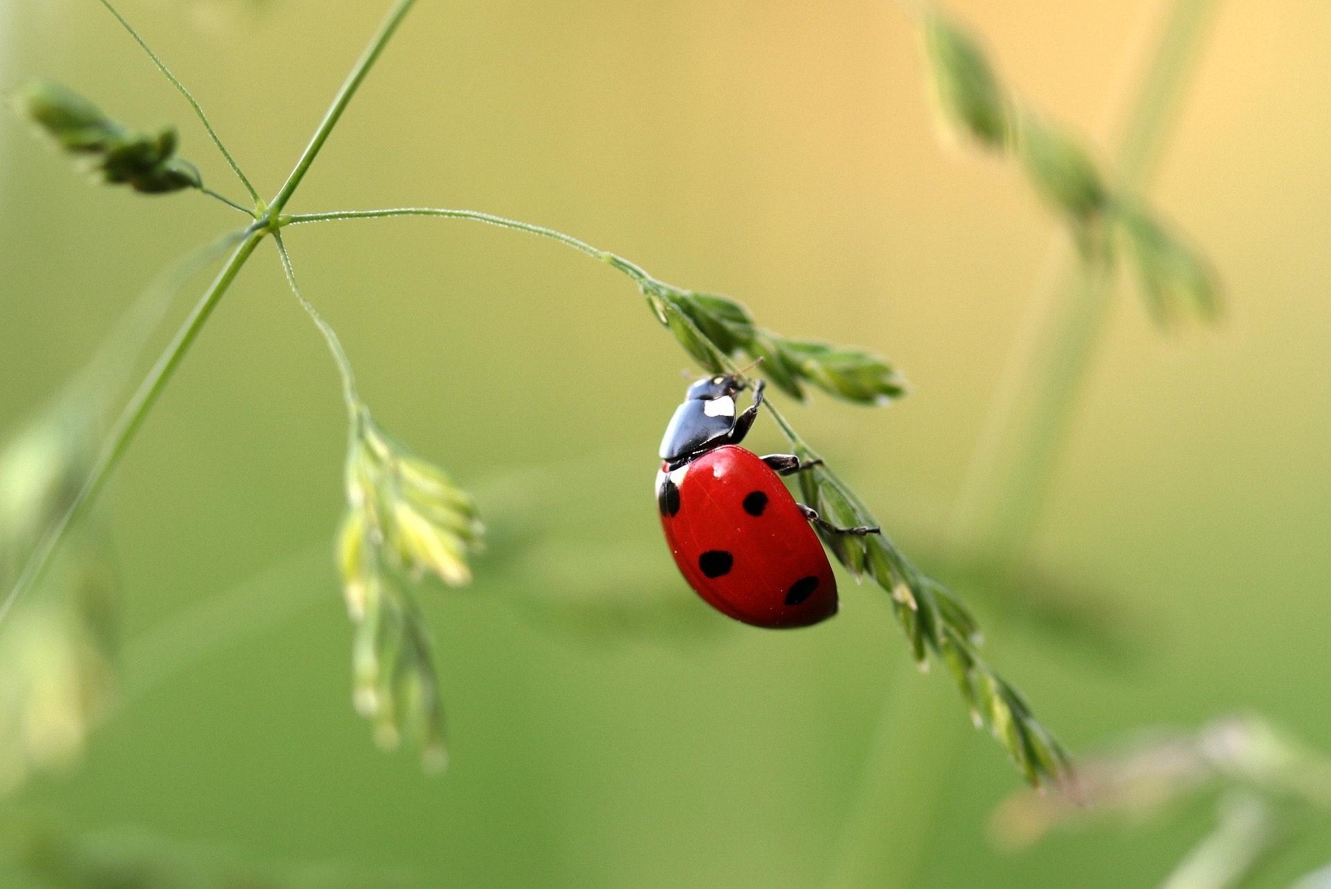 Close Up Photo of Ladybug on Leaf during Daytime · Free