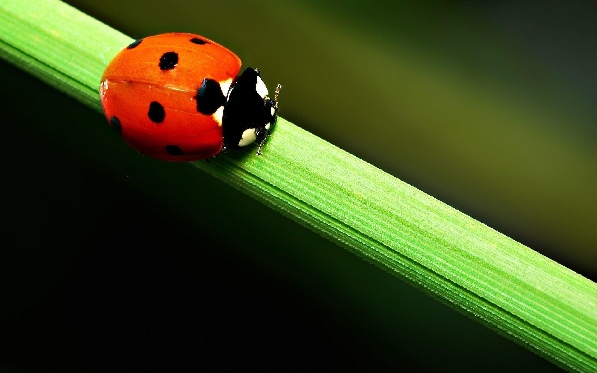 Close Up Wallpaper Of A Cute Ladybird Beetle