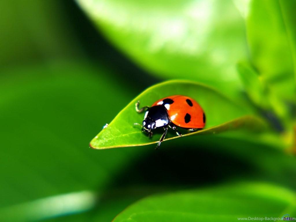 Wallpaper Green, Ladybug, Leaf, Ladybird, Ladybird. Desktop Background