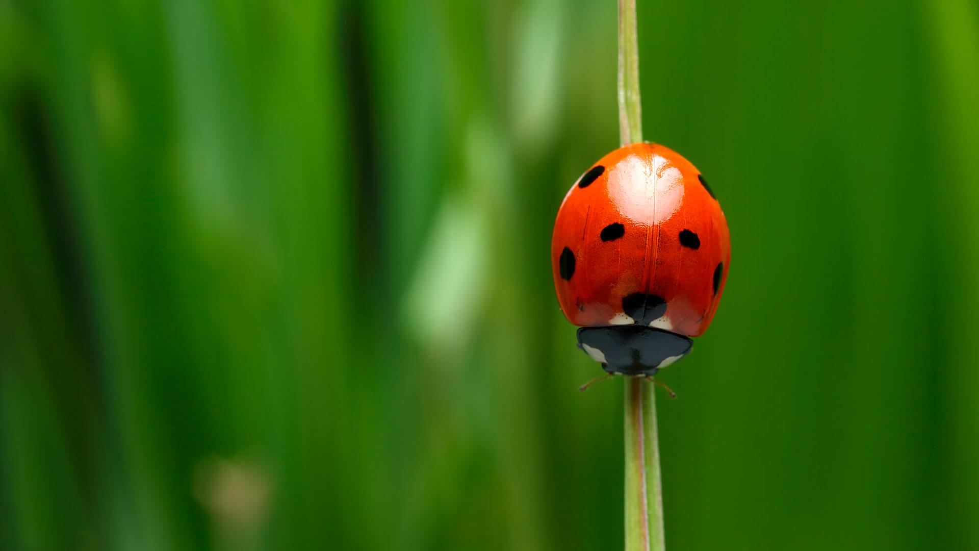 Ladybird Beetle Wallpapers Wallpaper Cave