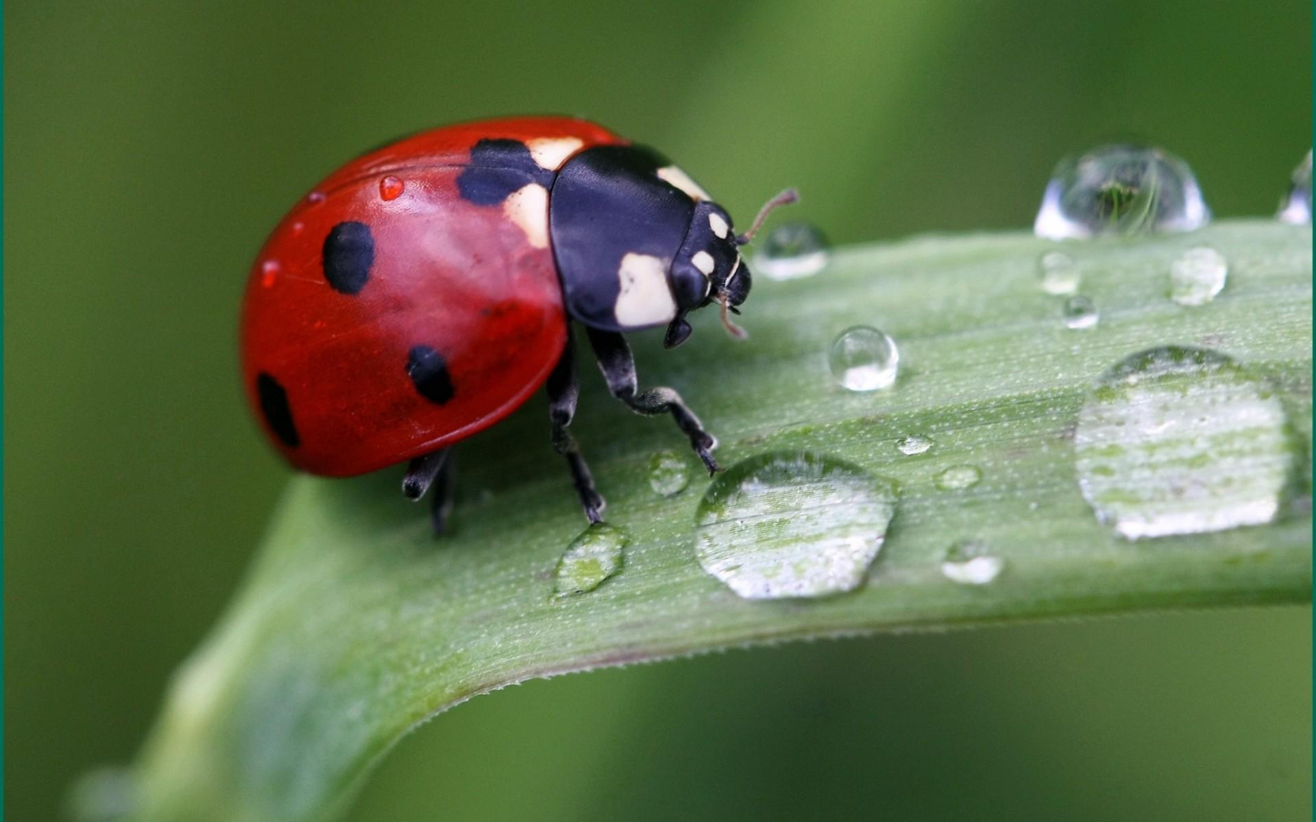 Cute Ladybird. Android wallpaper for free