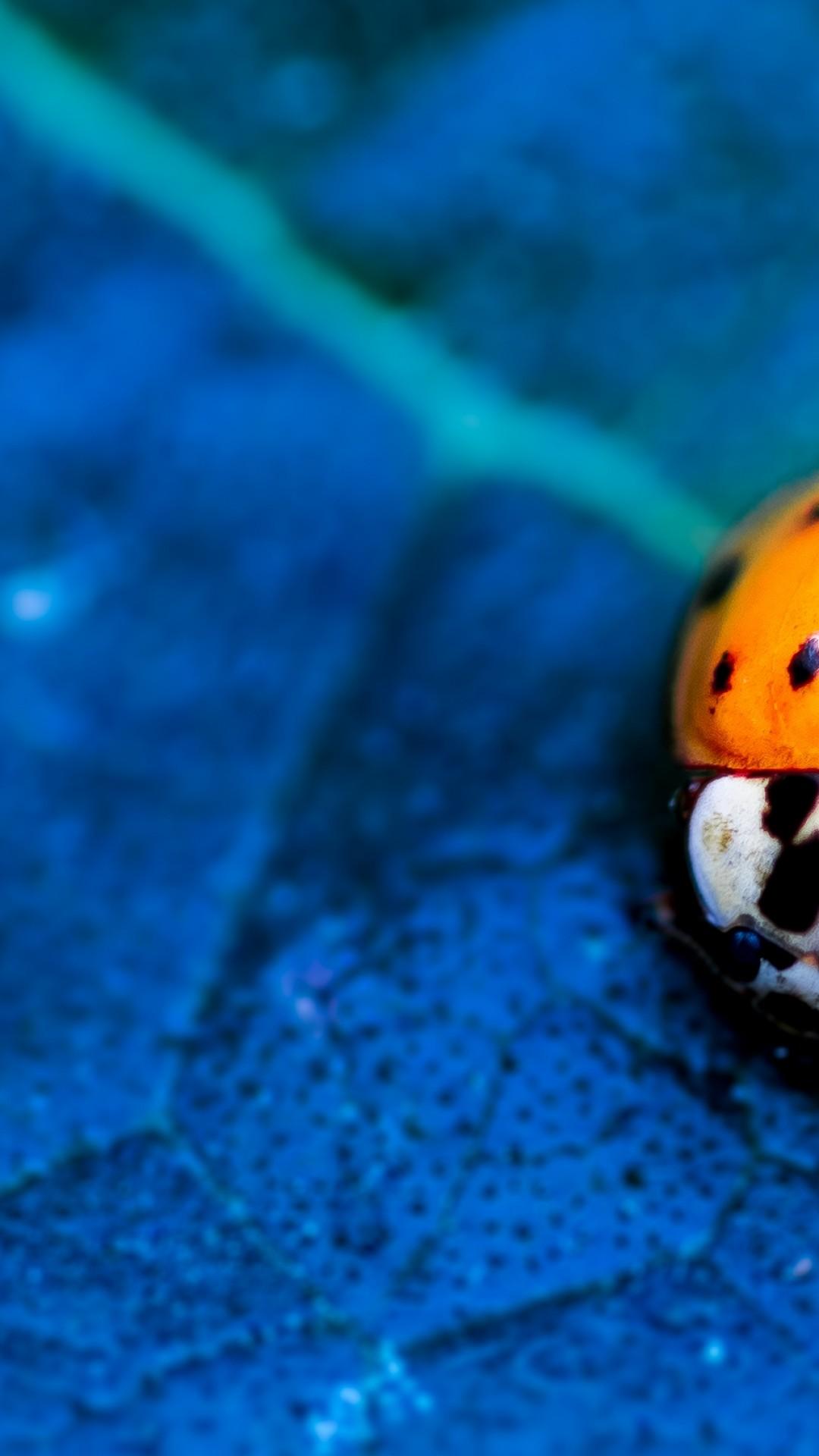 Wallpaper ladybird, beetle, flower, blue, Animals