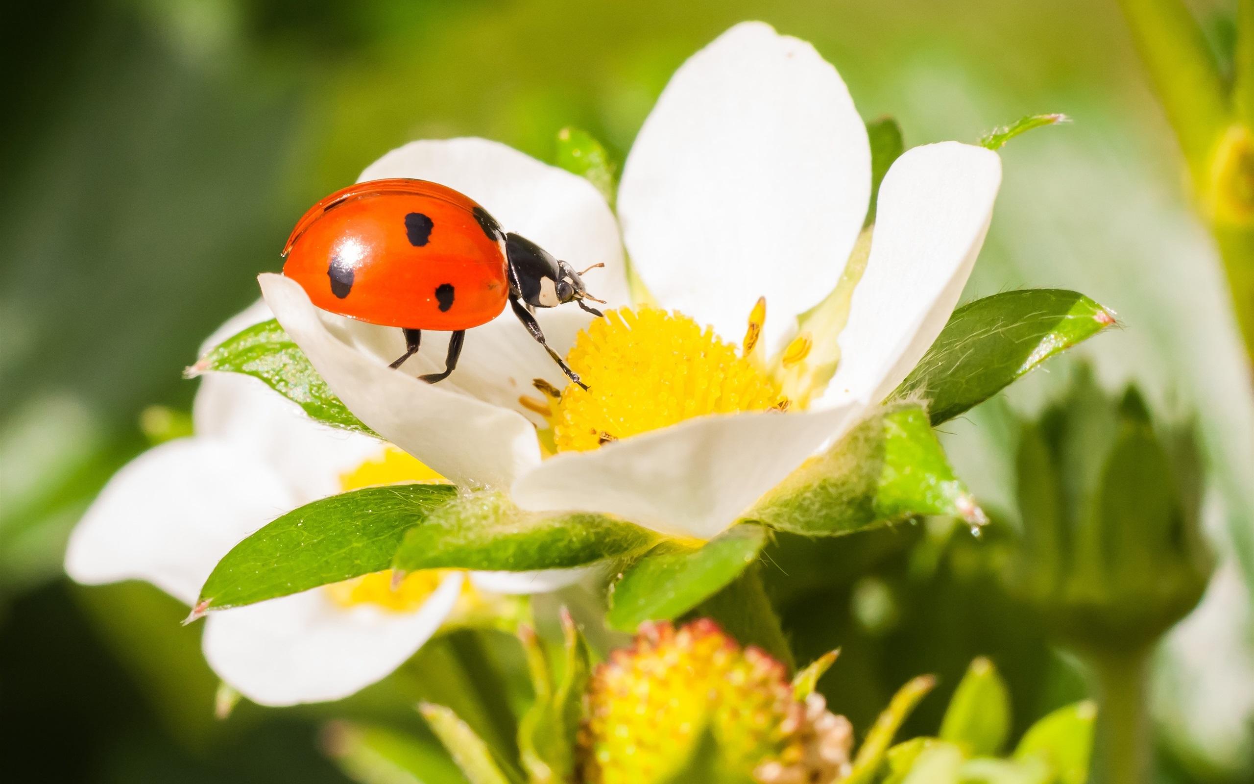 Insect Close Up, Ladybird, Beetle, Yellow Flower Petals Wallpaper