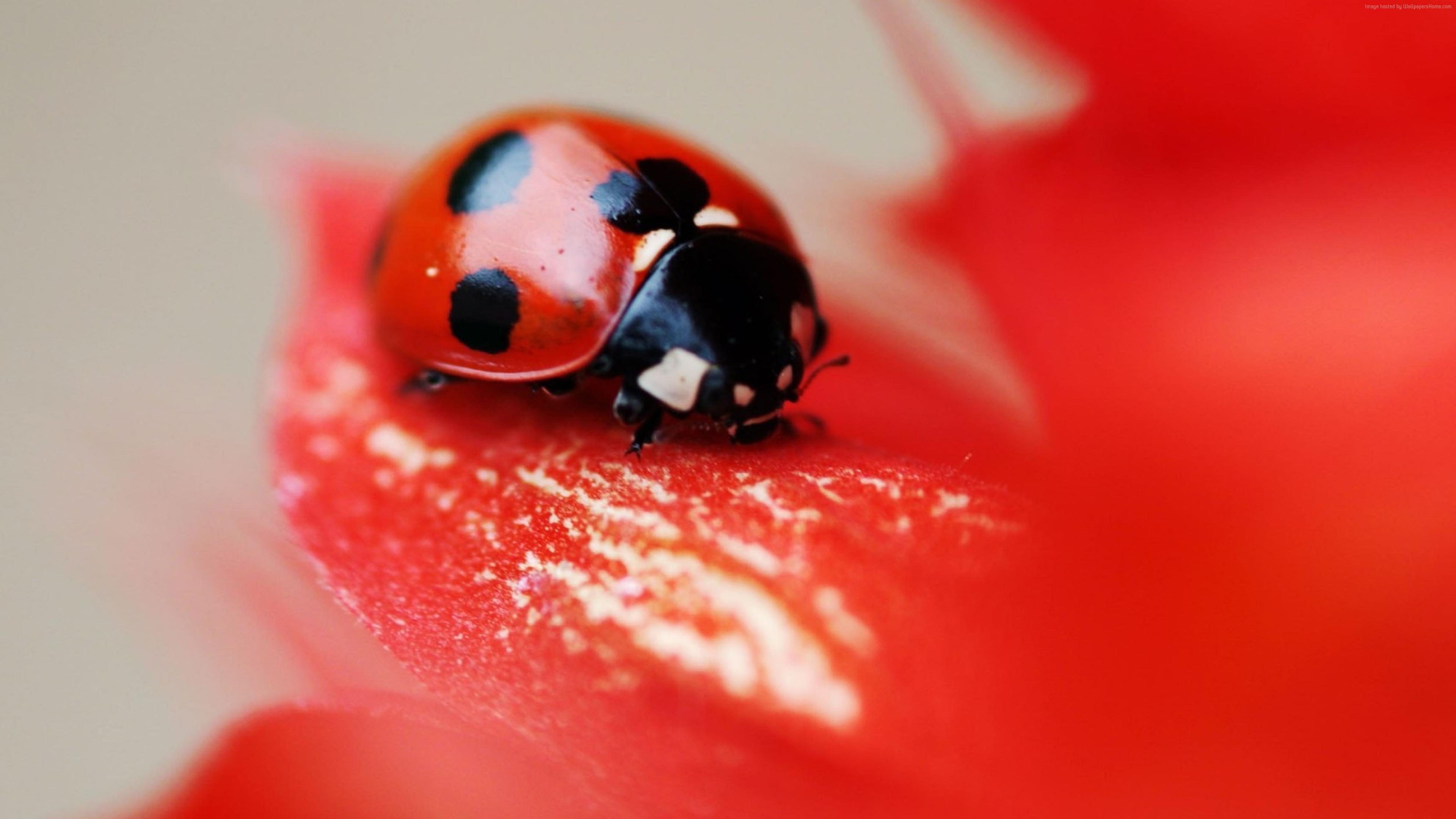red, #ladybird, #beetle, #flower