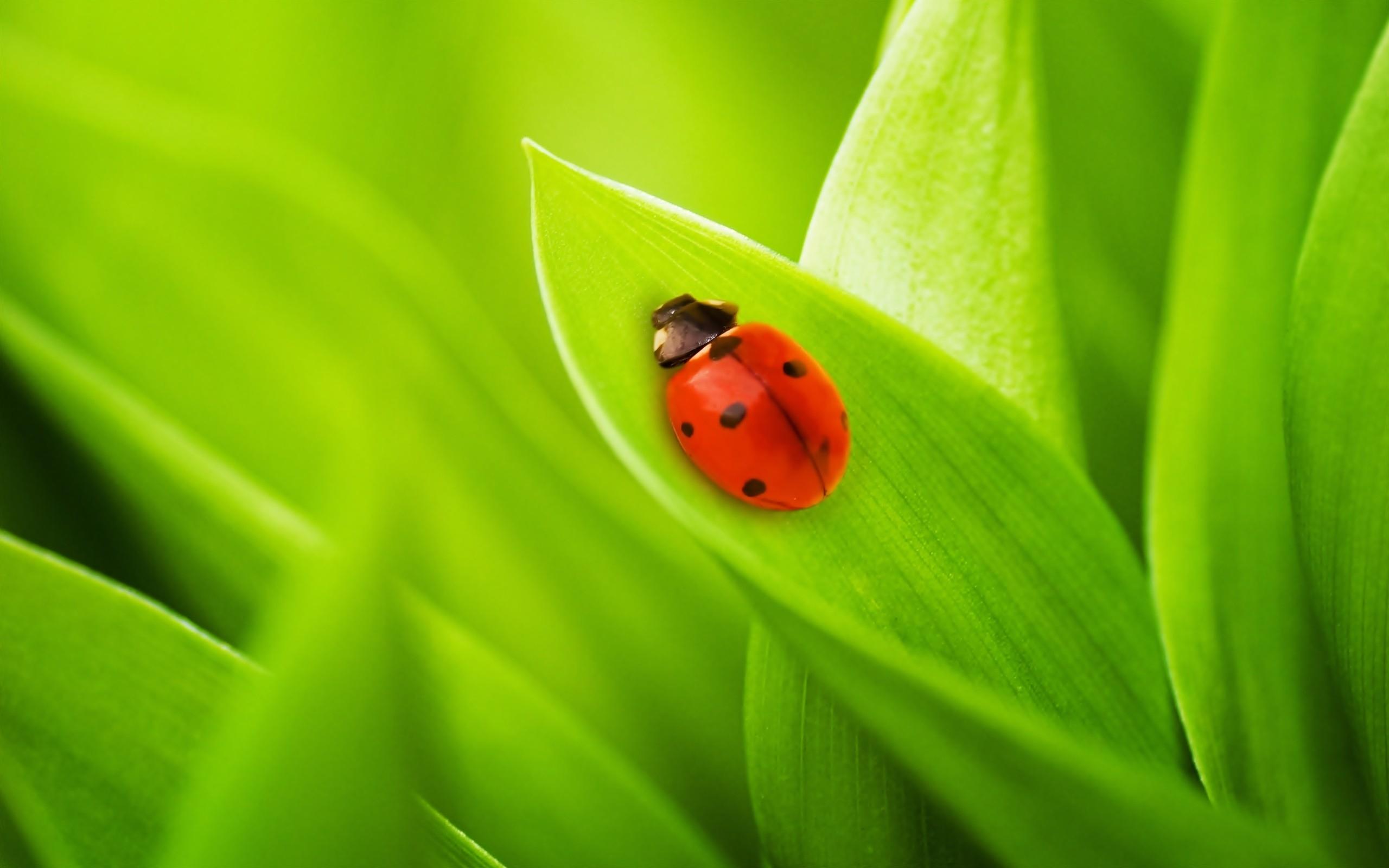 Download Greatest Ladybird On A Leaf Wallpaper