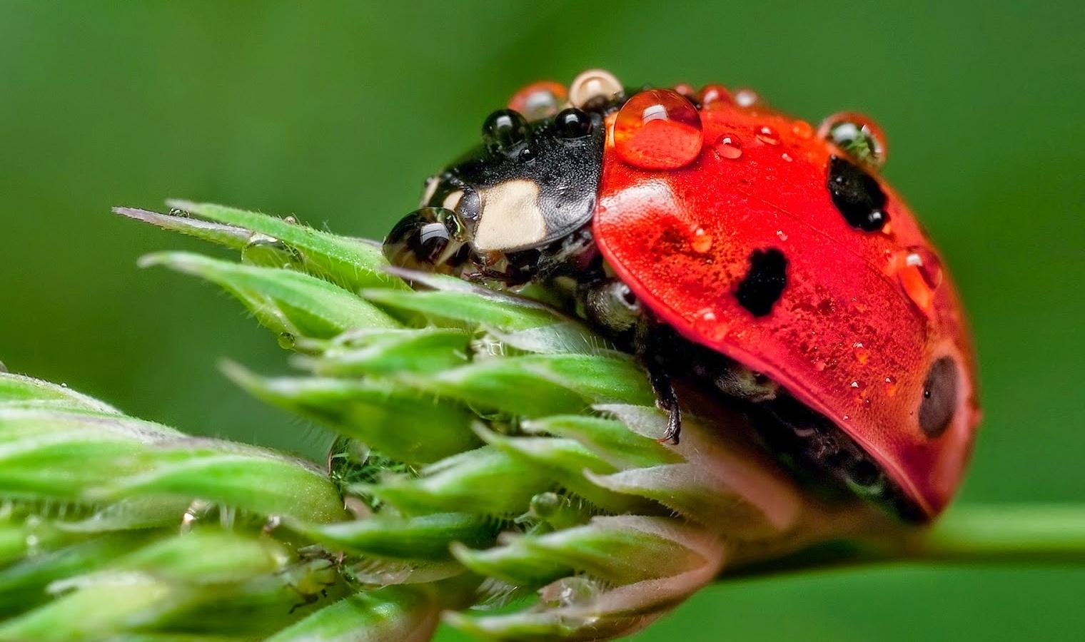 Blue Ladybugs Picture on Animal Picture Society