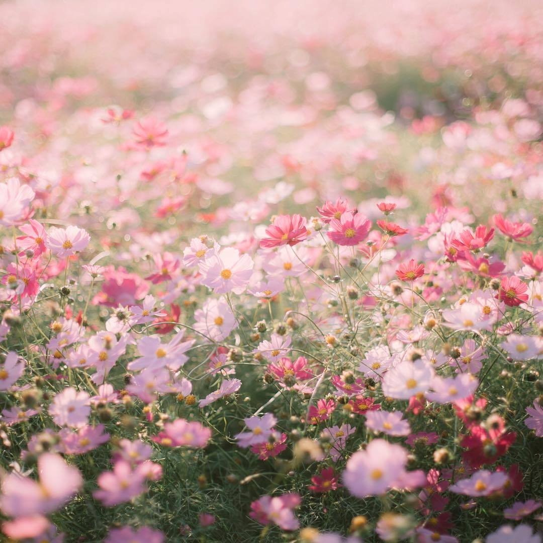 Aesthetic Flowers Desktop Wallpaper - PetsWall