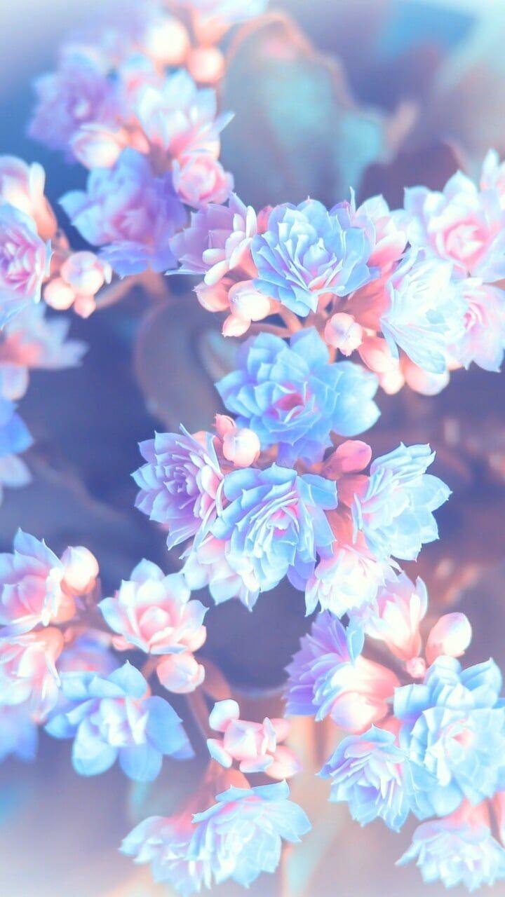 Blue Aesthetic Flower Wallpapers