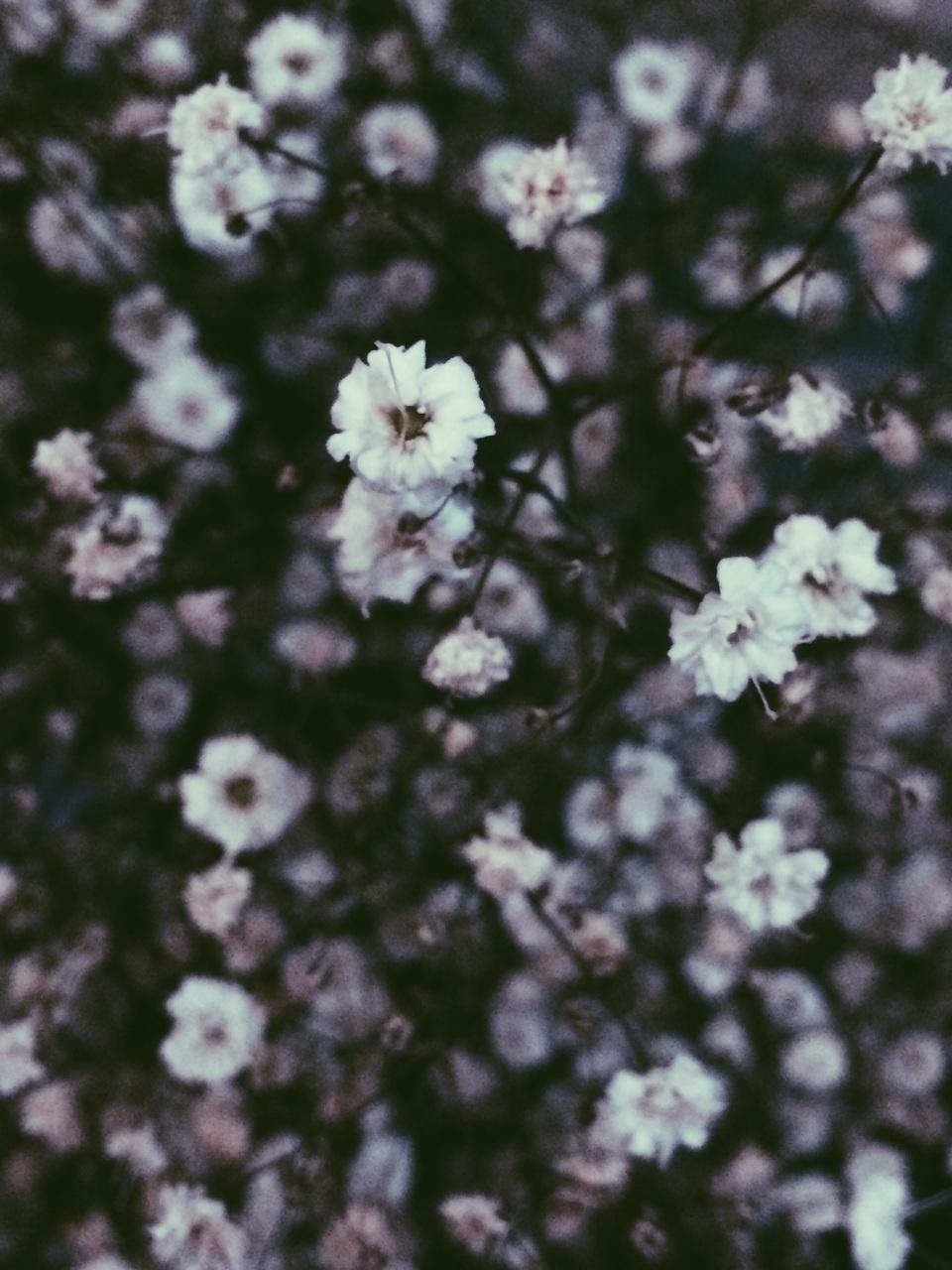 aesthetic, flowers, grunge and tumblr