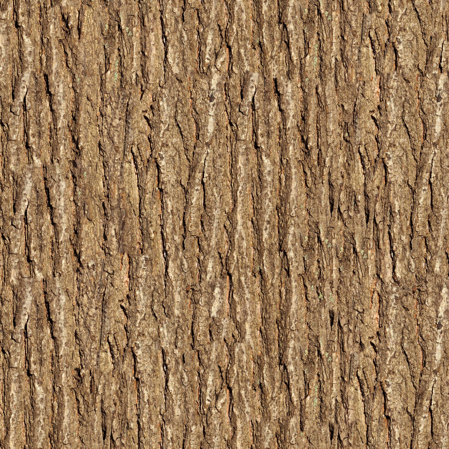 Wooden Tree Texture Wallpaper