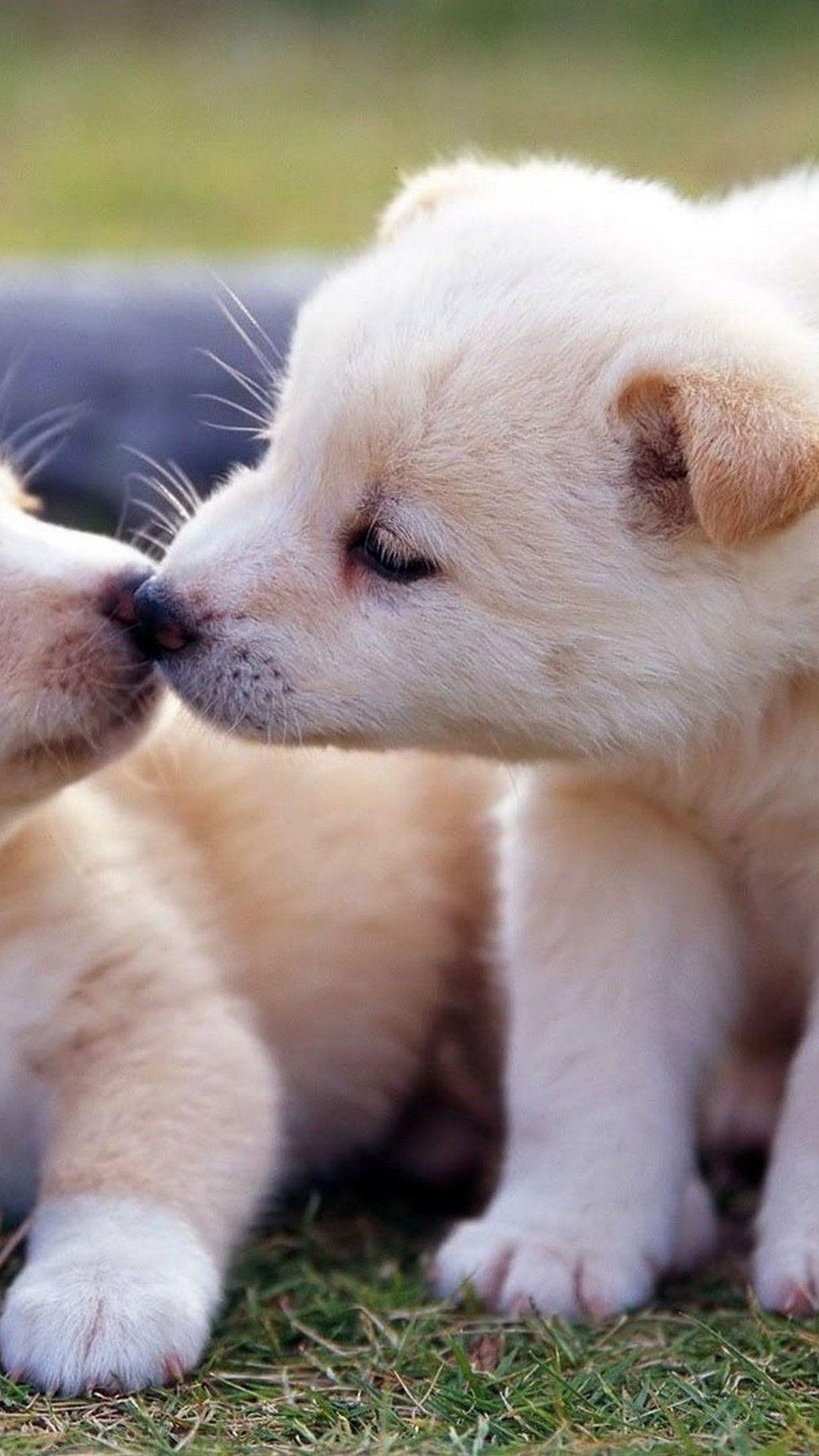 Cute Puppies Wallpaper iPhone
