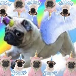 pugicorn teddy