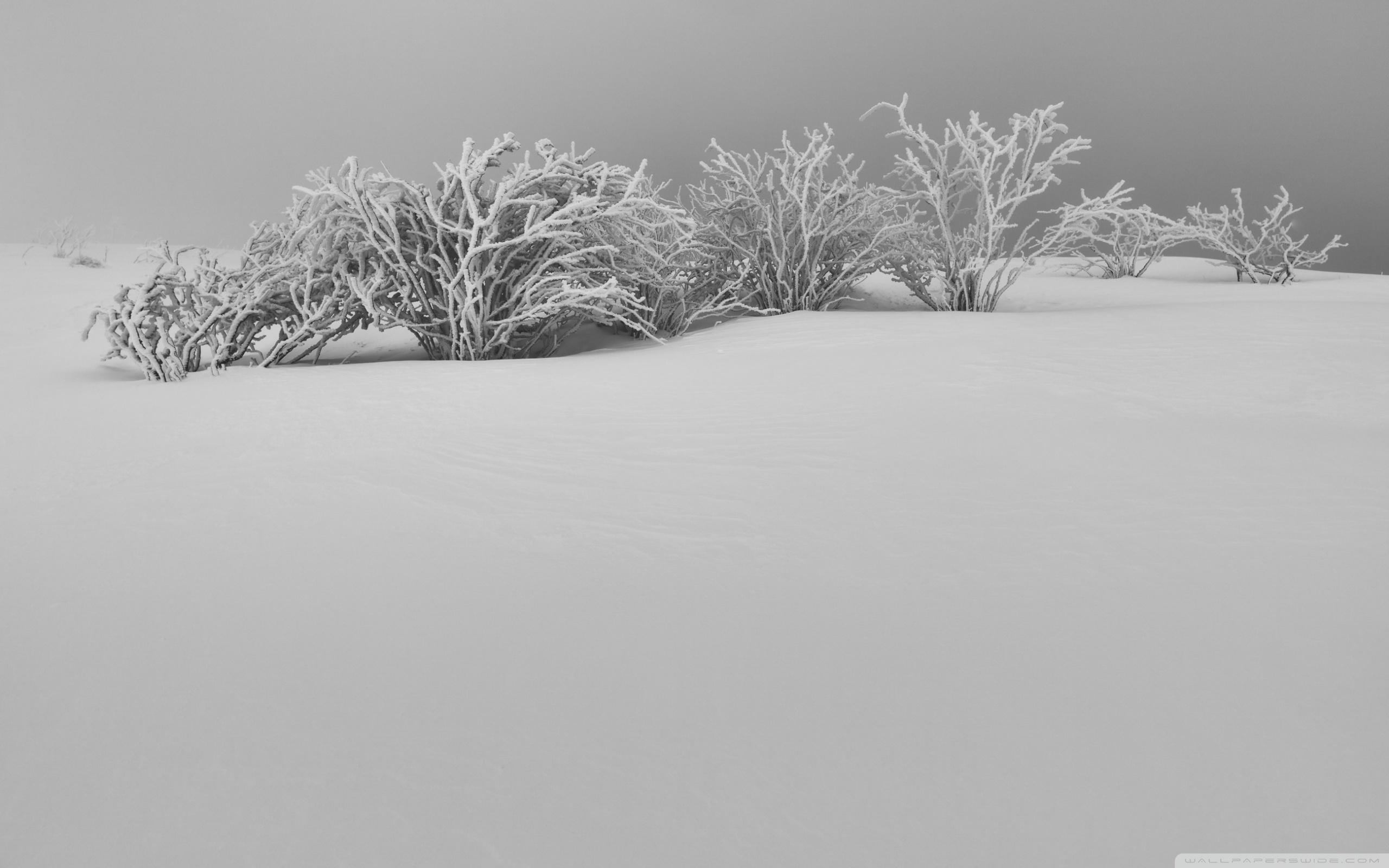 Winter White Snow Aesthetic Black and White ❤ 4K HD Desktop