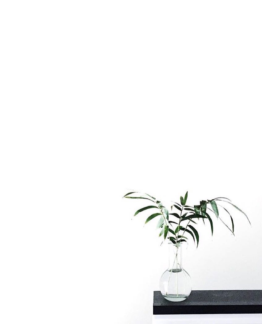 White Aesthetic Plants Wallpaper Free White Aesthetic