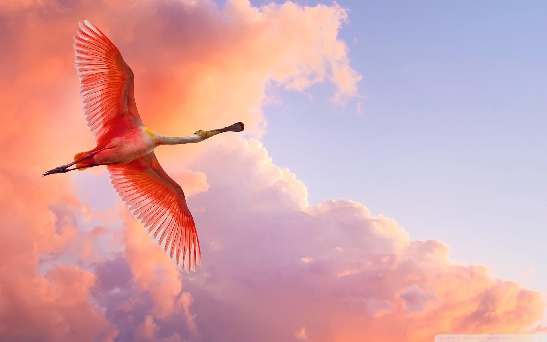 Beautiful Birds Flying ❤ 4K HD Desktop Wallpaper for 4K