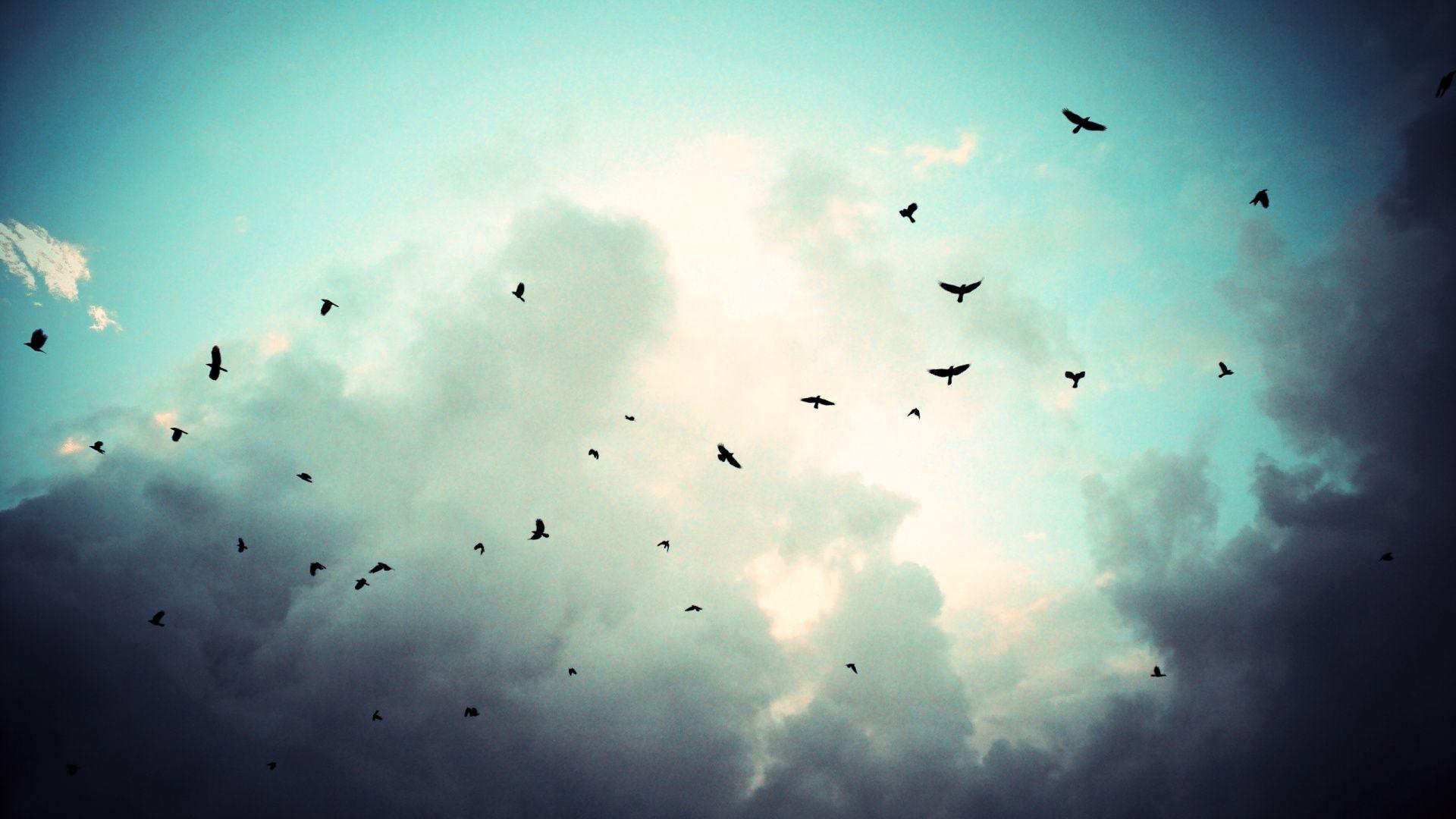birds flying in cloudy sky HD wallpaper. DESIGN PRINCIPLES