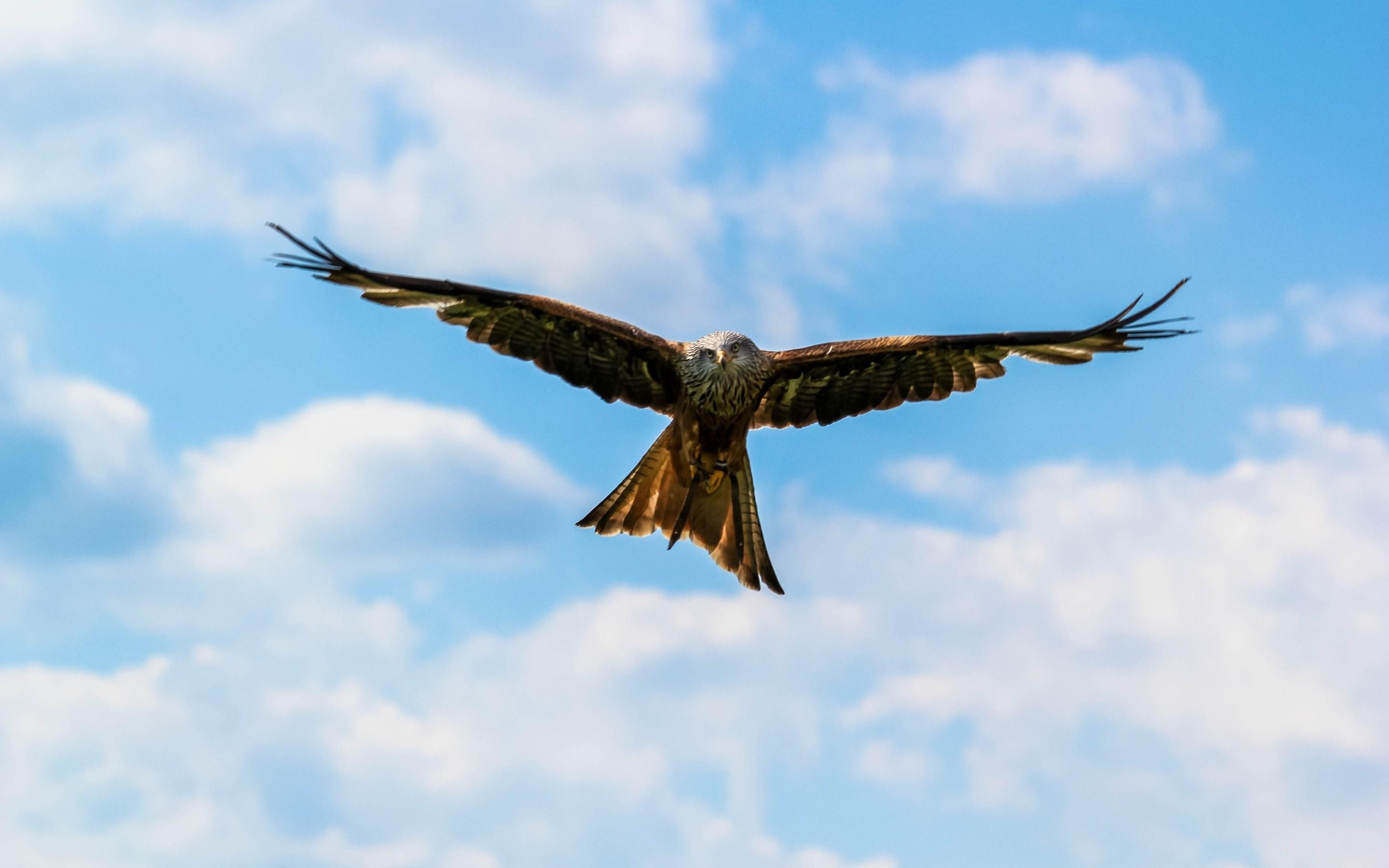 Flying Falcon Bird Widescreen Wallpaper 52728 2880x1800px