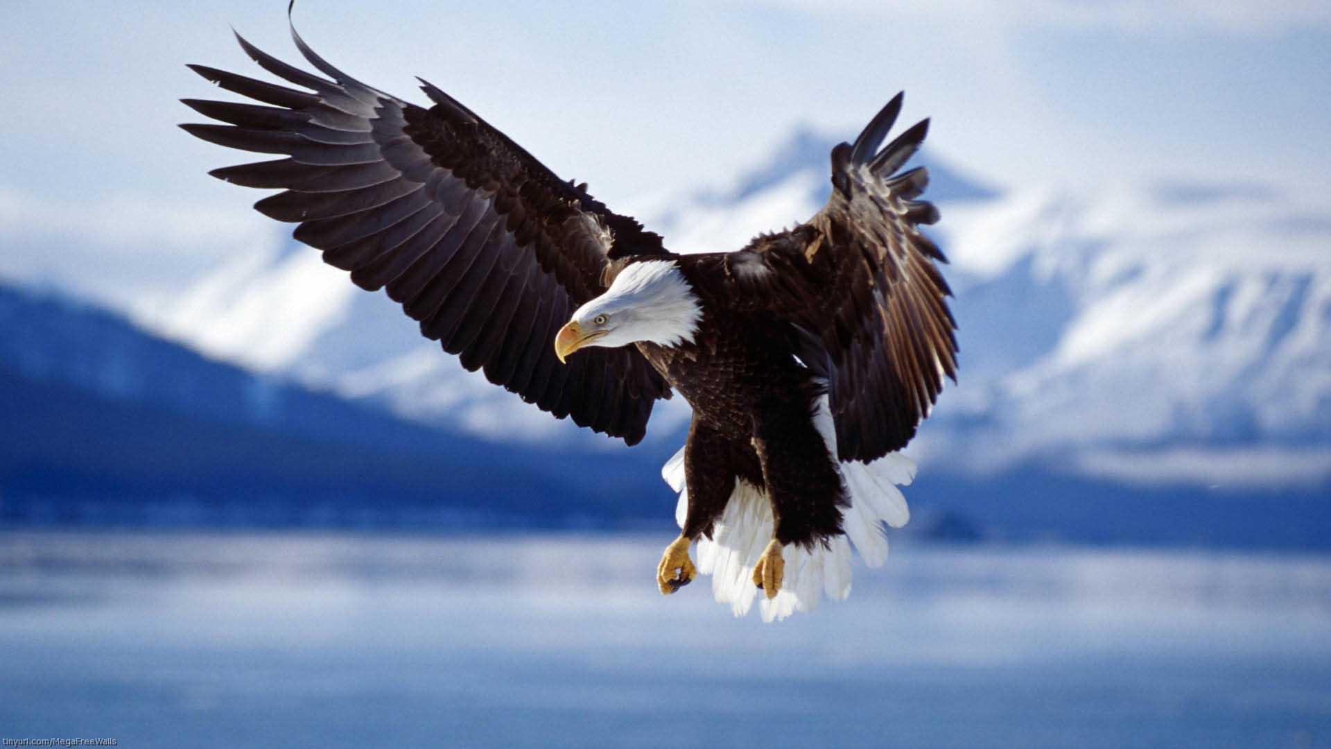 Flying Eagle HD wallpaper