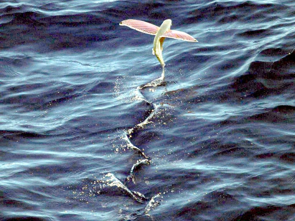 Flying Fish Wallpaper