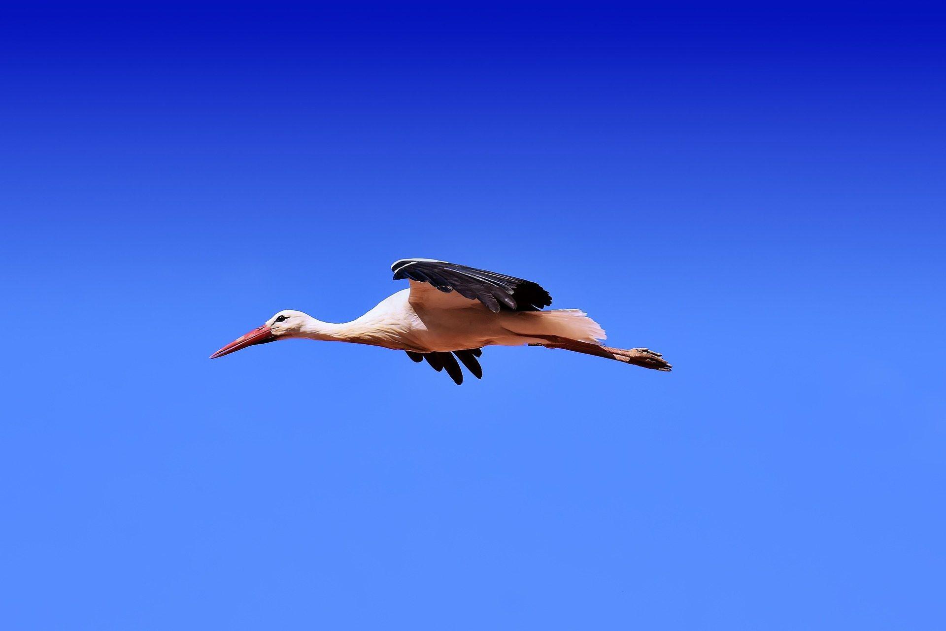 Beautiful Birds Flying in the Sky HD Image Free Wallpaper