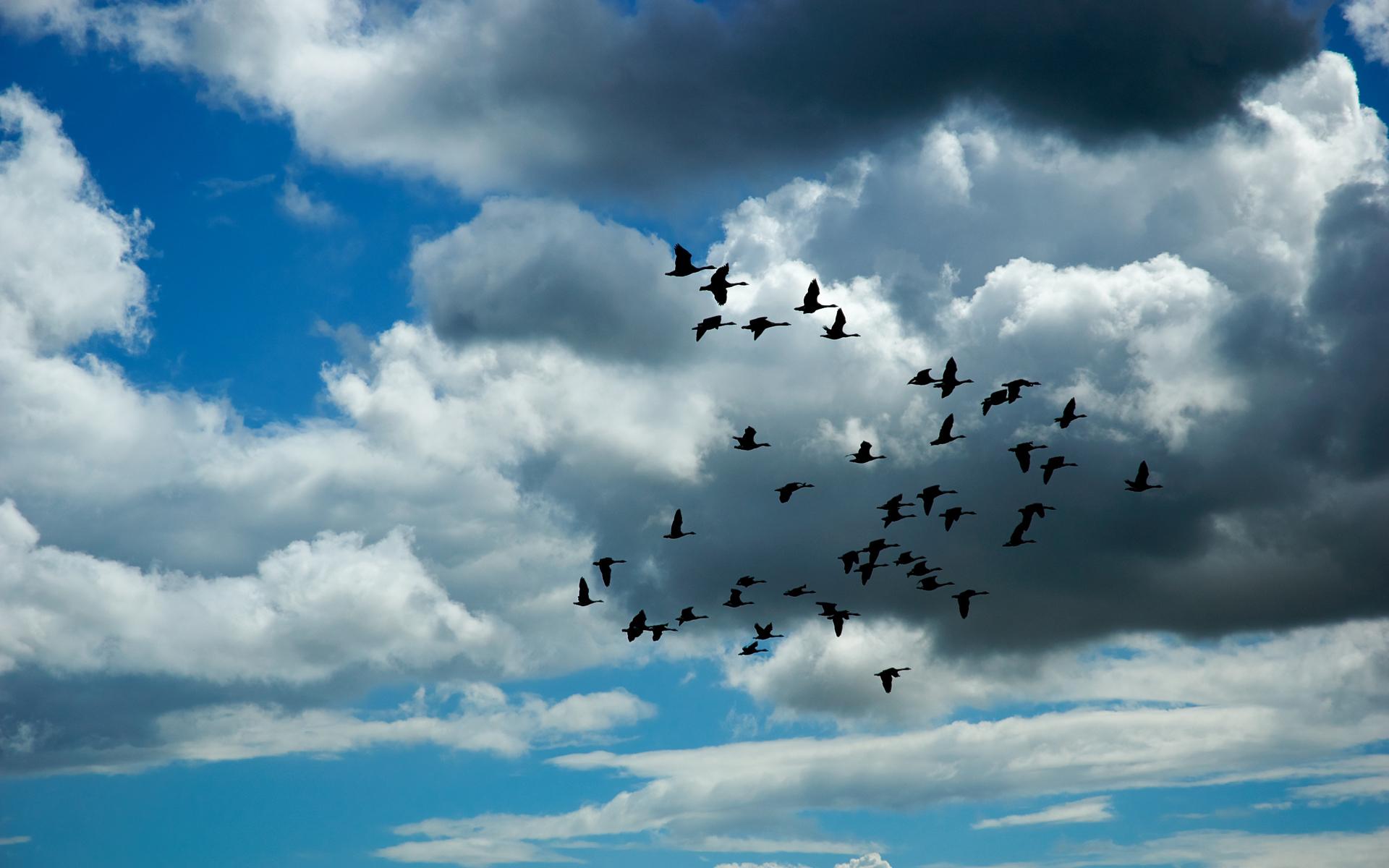 Flying Birds Widescreen Background Wallpaper