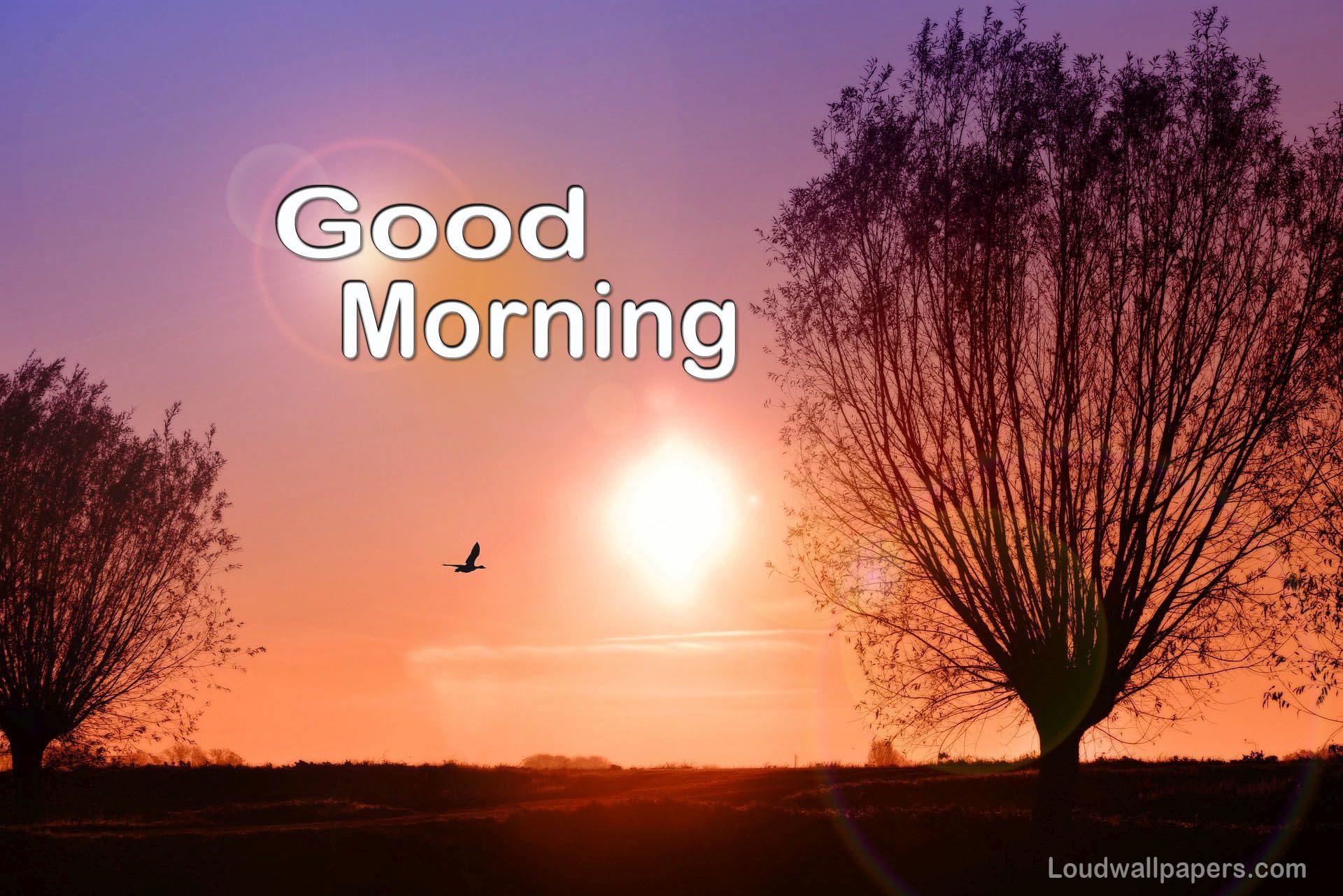 Good Morning Birds Wishes Wallpaper and Quotes