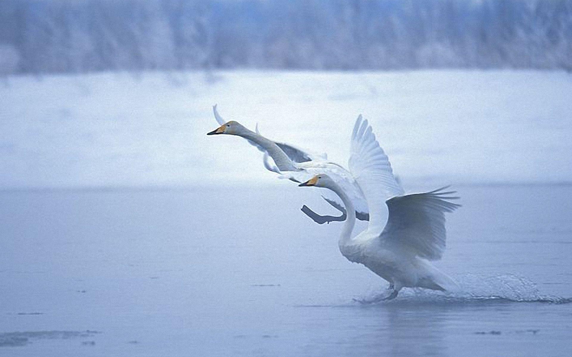 Swan Flying HD Wallpaper, Background Image