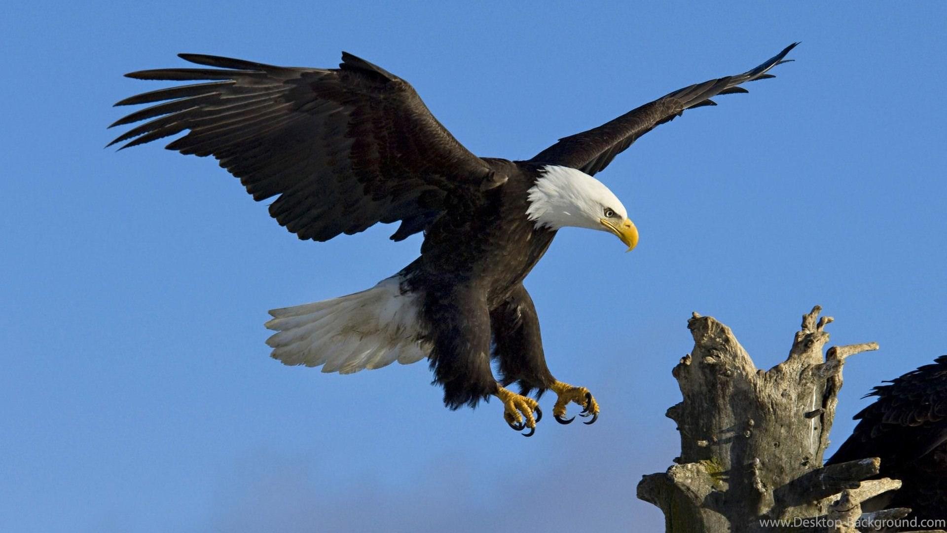 Flying Eagle HD Wallpaper, Flying Eagle Picture, New Wallpaper