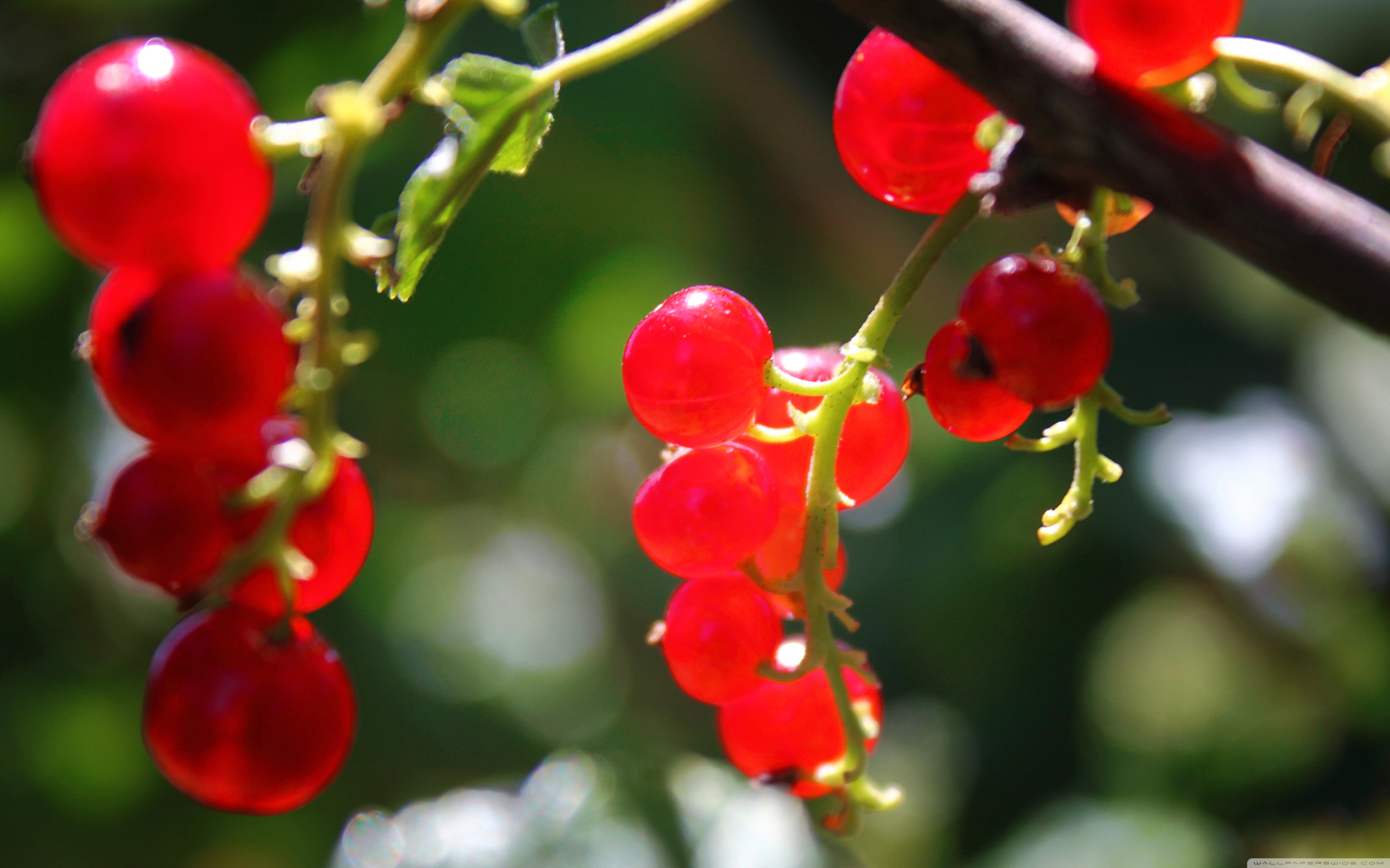 Currants ❤ 4K HD Desktop Wallpaper for 4K Ultra HD TV • Tablet
