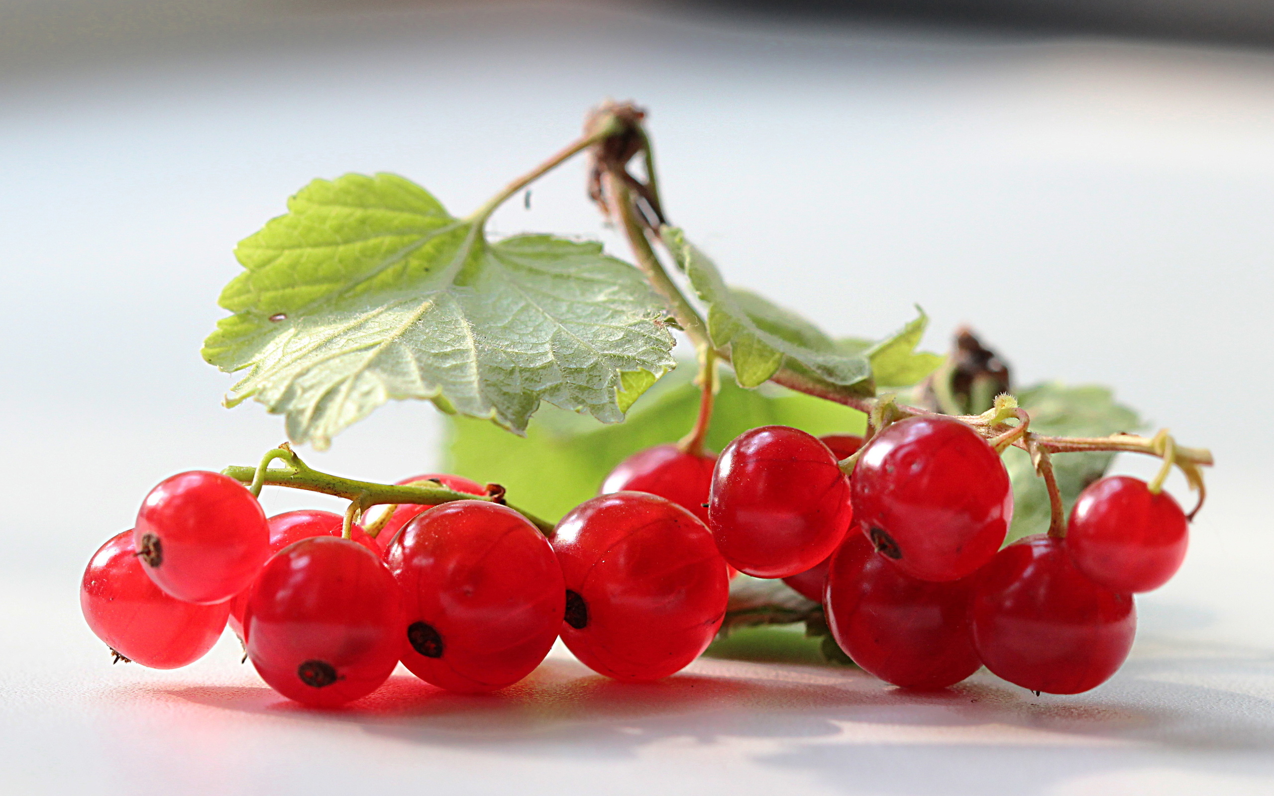 Currants HD Wallpaper