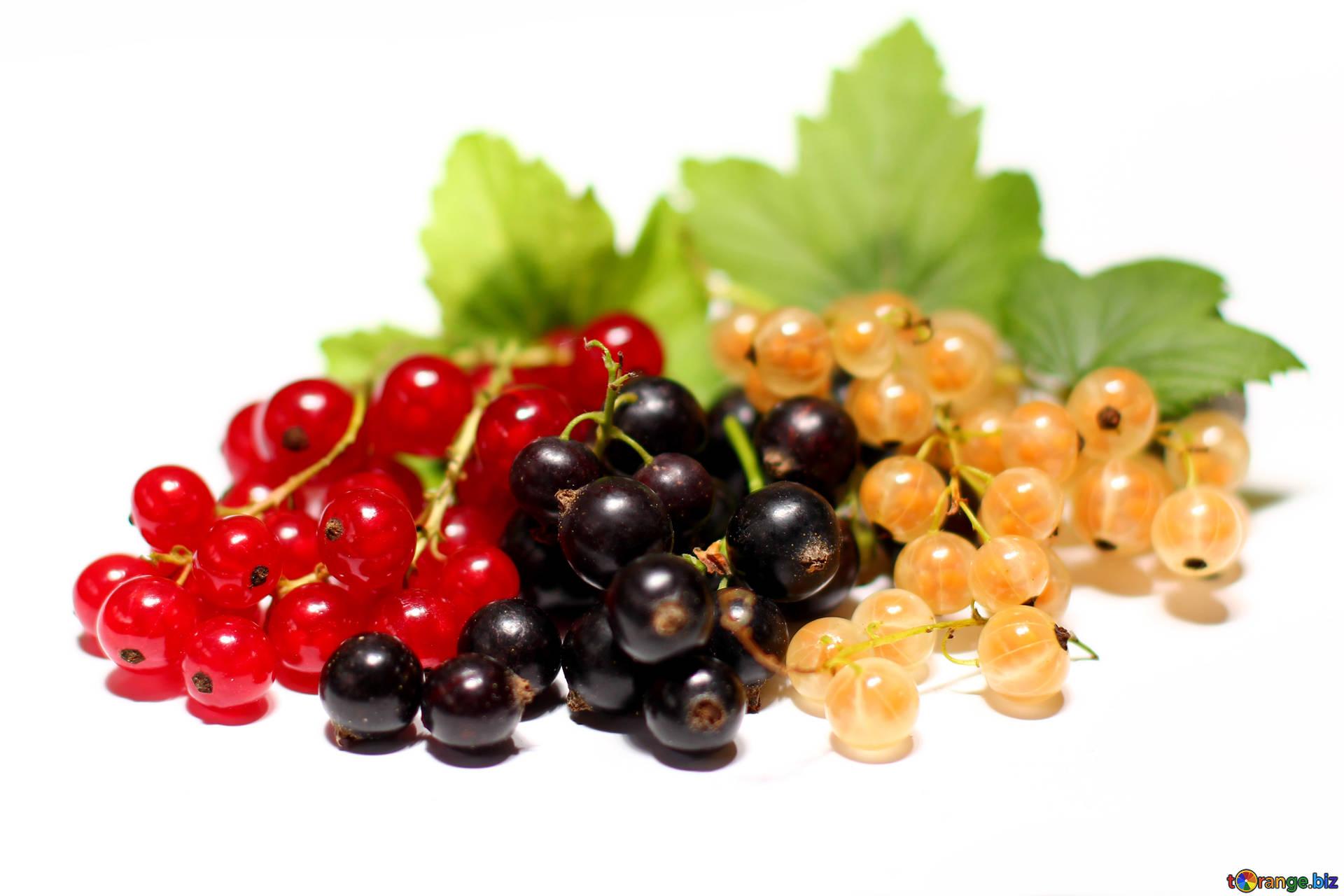 Currant berries isolated currants isolated currant № 33142