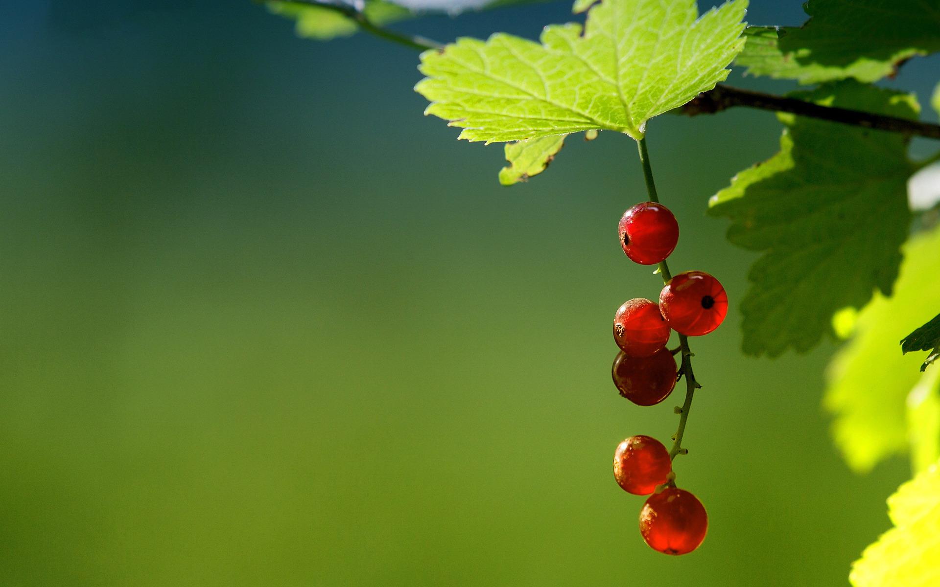 Currants HD Wallpaper