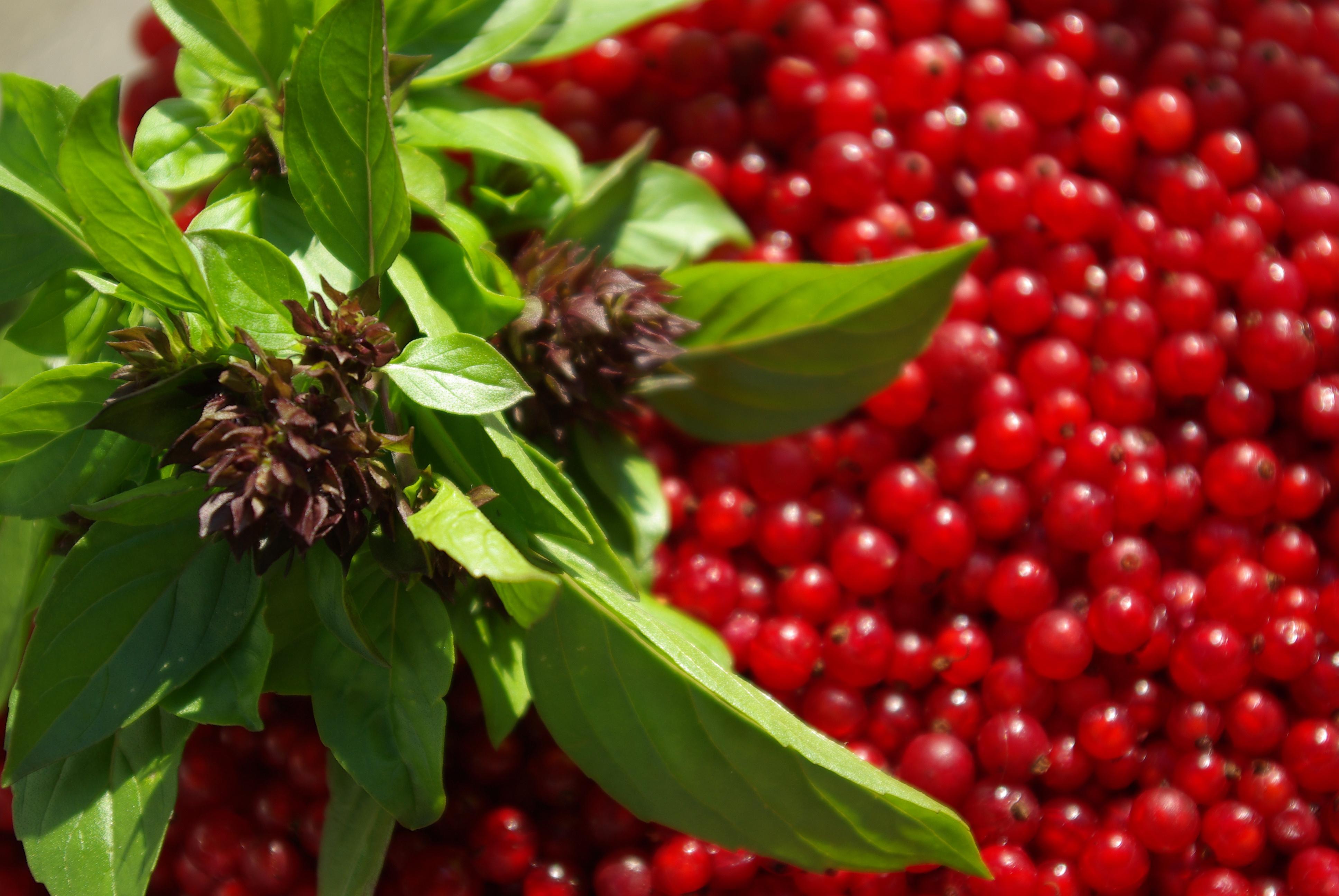 Currants Wallpaper 10 X 2592