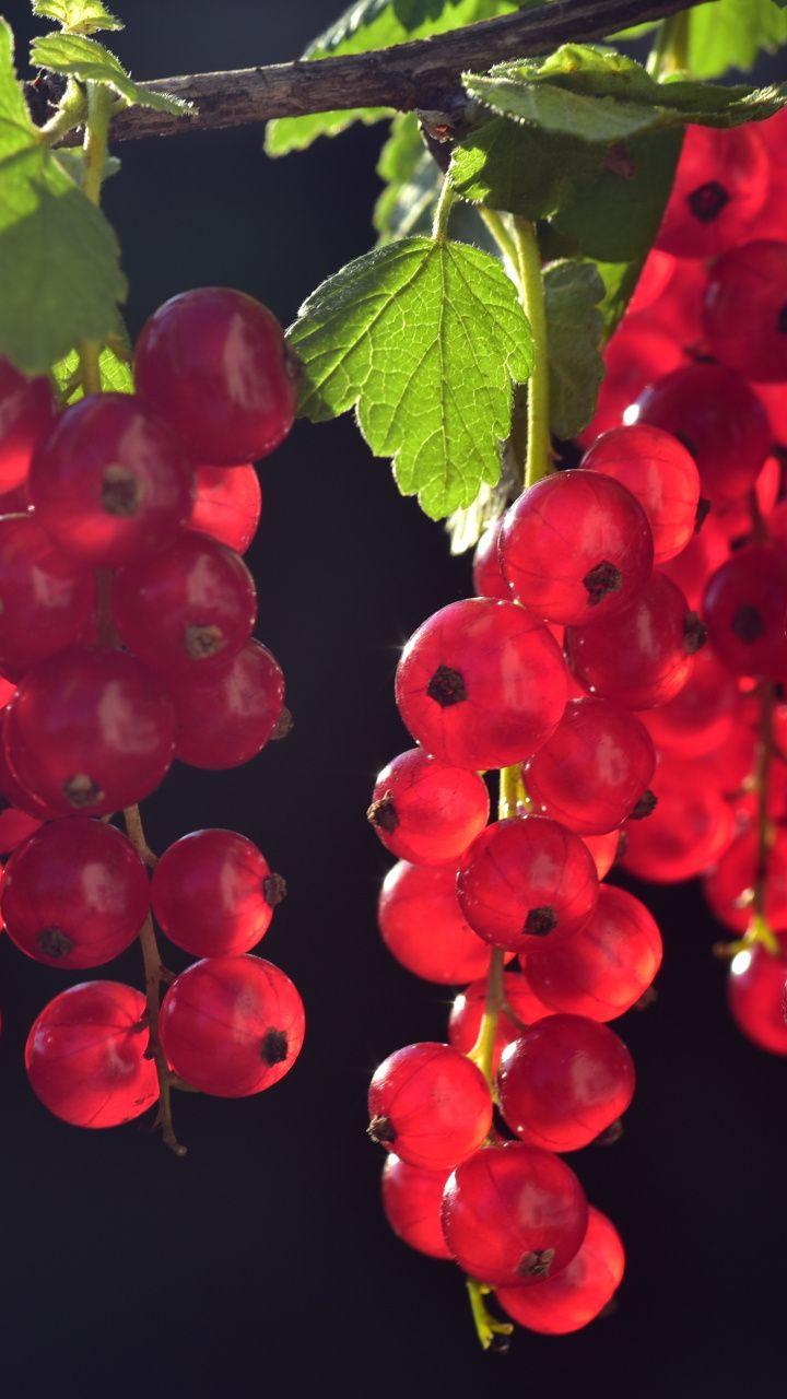 Currants, red fruits, close up, fresh, 720x1280 wallpaper. Fruits