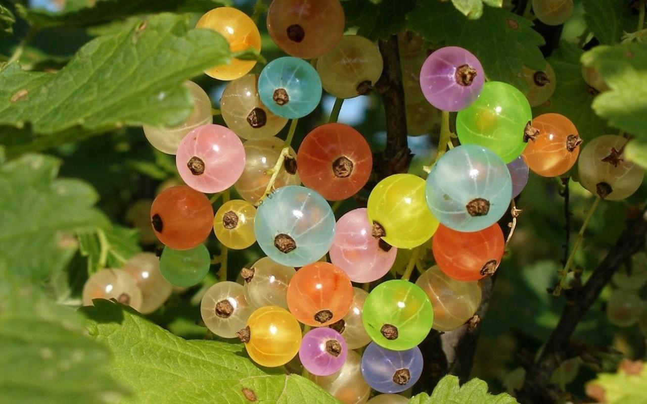 Rainbow Currants wallpaper. Rainbow Currants