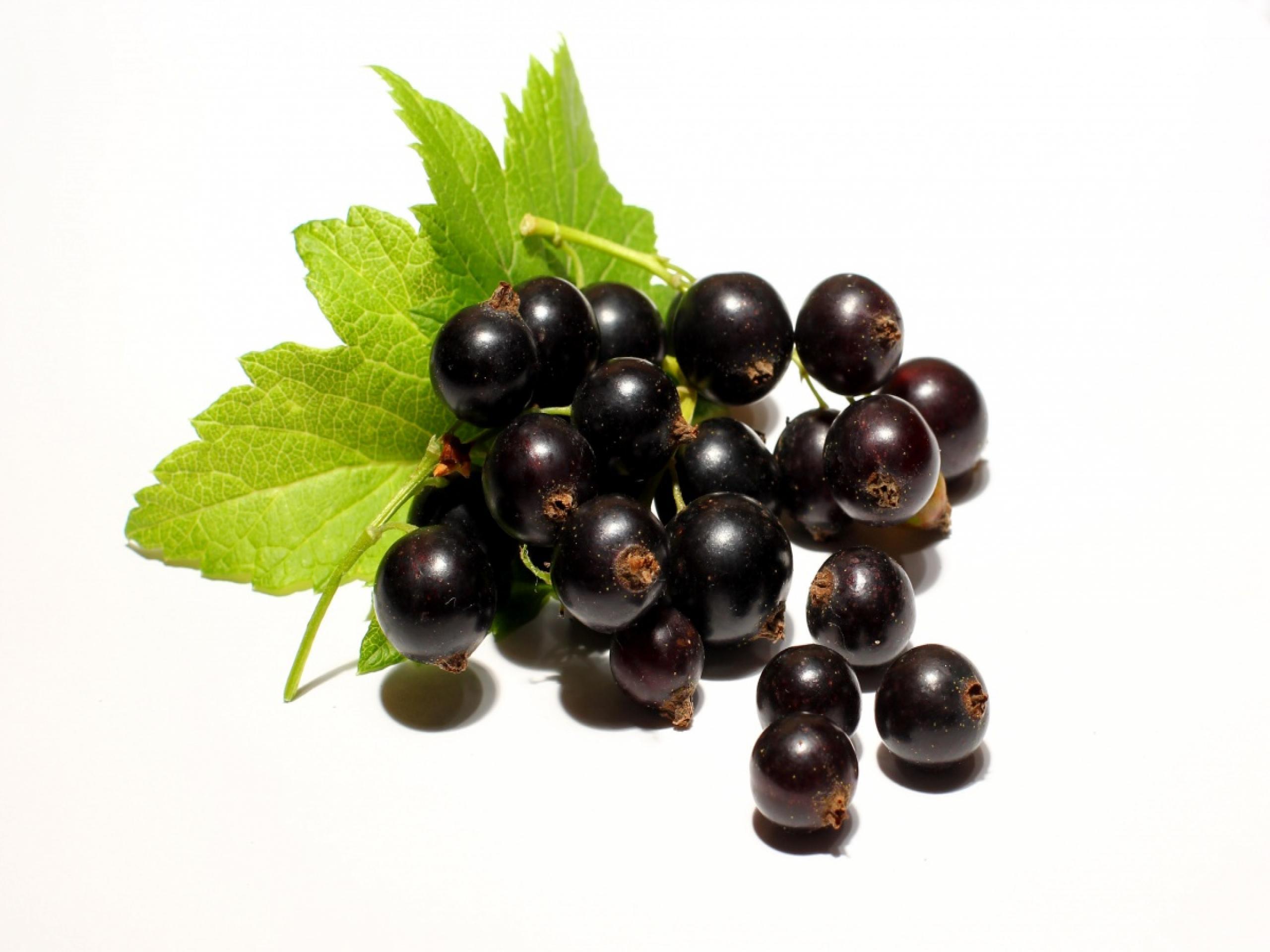 Currants Wallpaper. ZyZiXuN E Journal