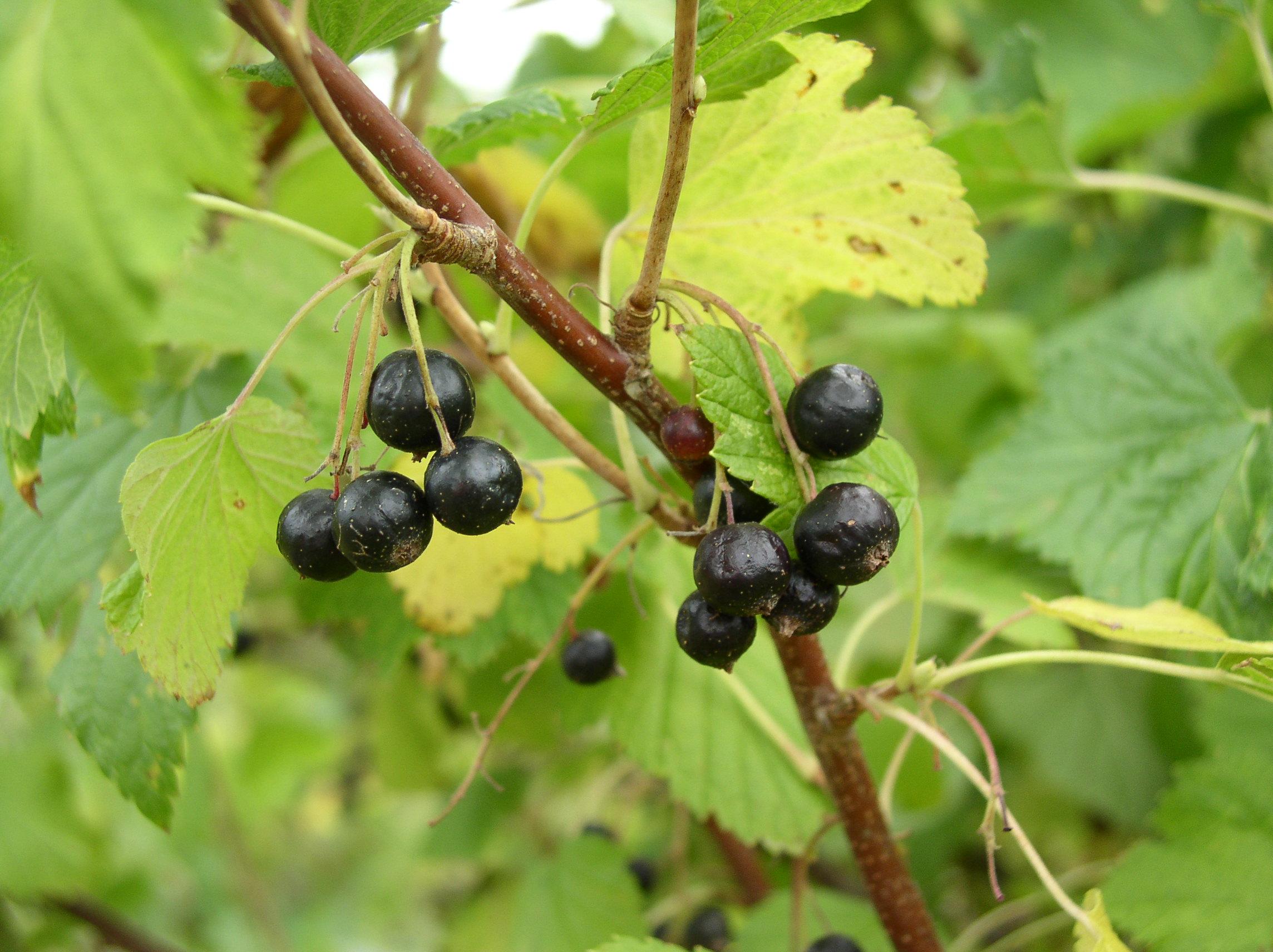 Currants Wallpaper 15 X 1712