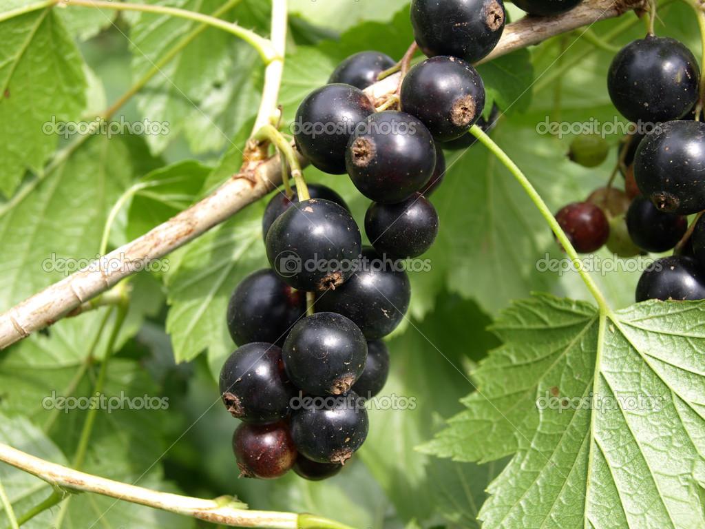 Currants Wallpaper 1024x768, Y85W. ZyZiXuN E Journal