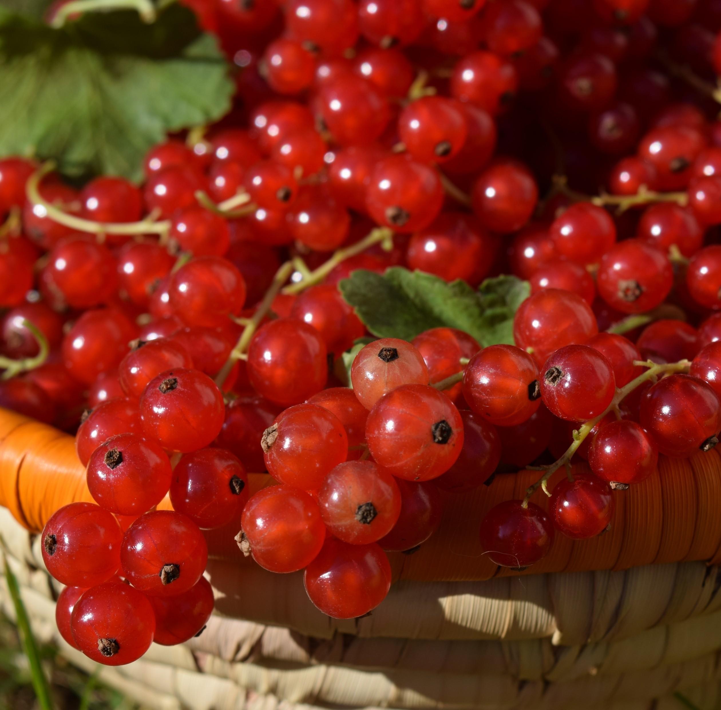 Download 2520x2480 Currants, Basket, Leaves, Fruits Wallpaper