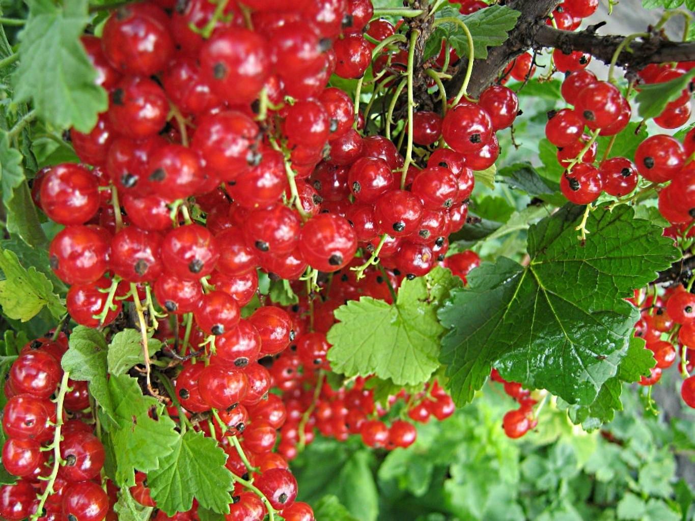 Red currants. Android wallpaper for free