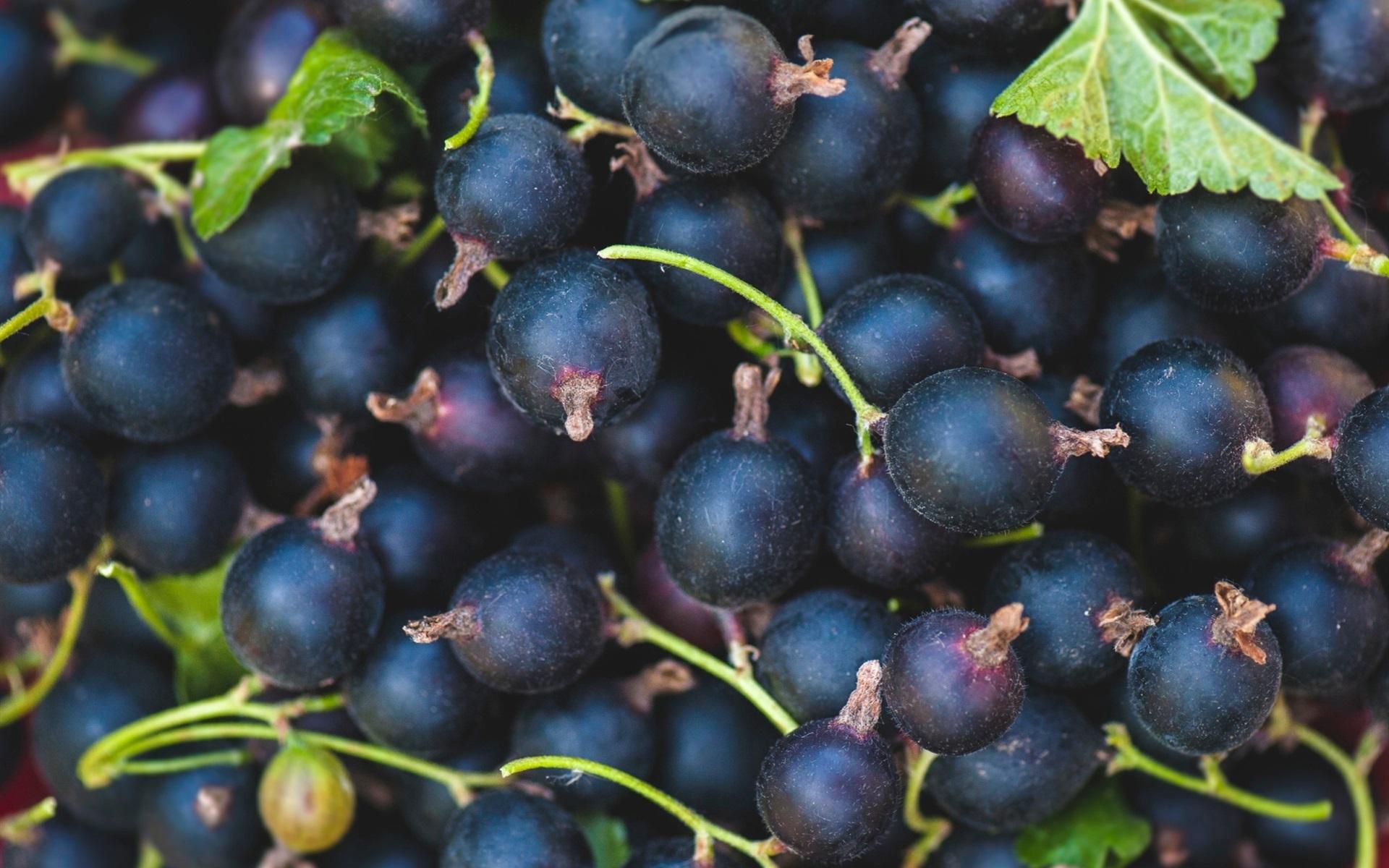 Wallpaper Black currants, berries 1920x1200 HD Picture, Image