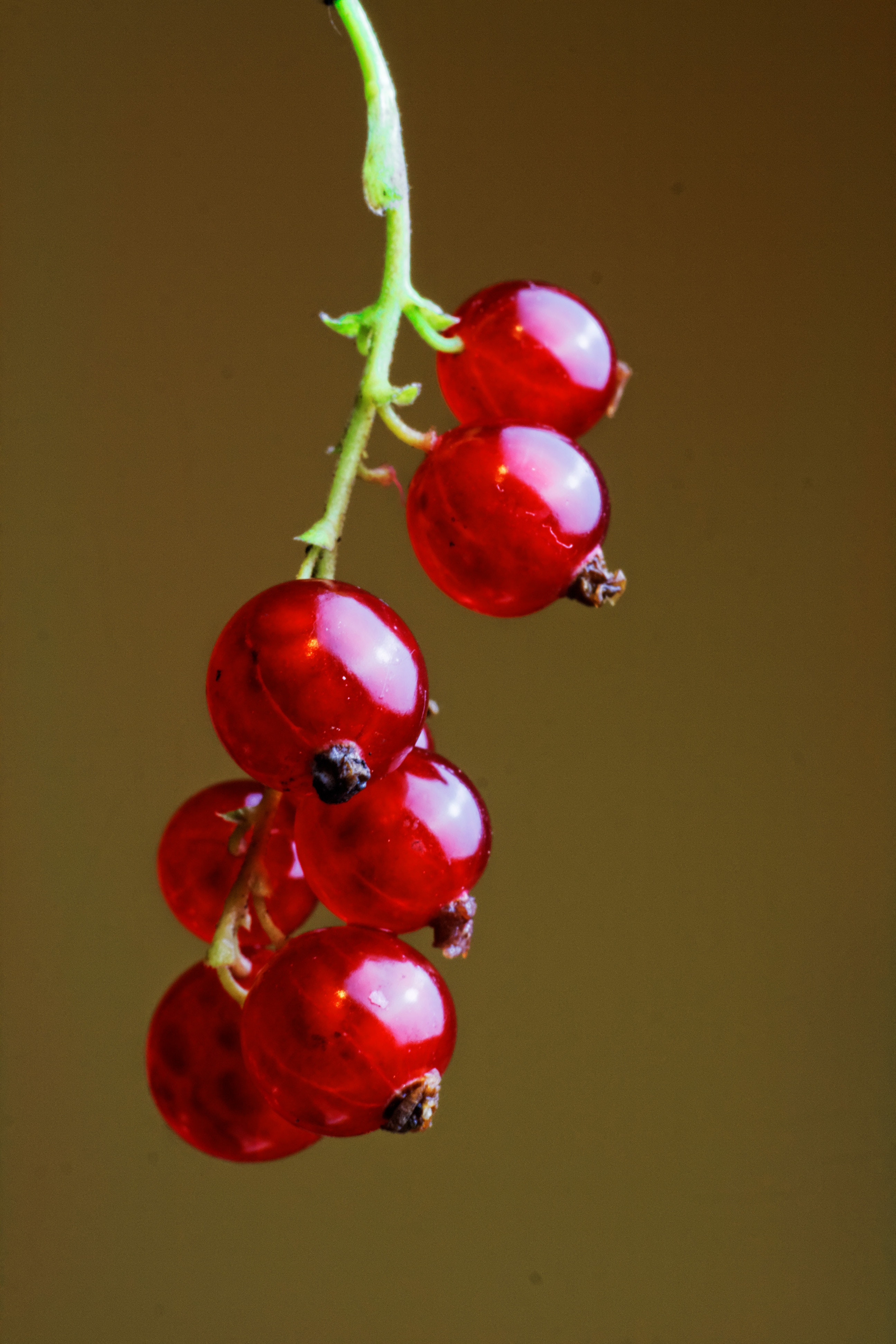 Red Currants Fruit In Close Up Photography · Free