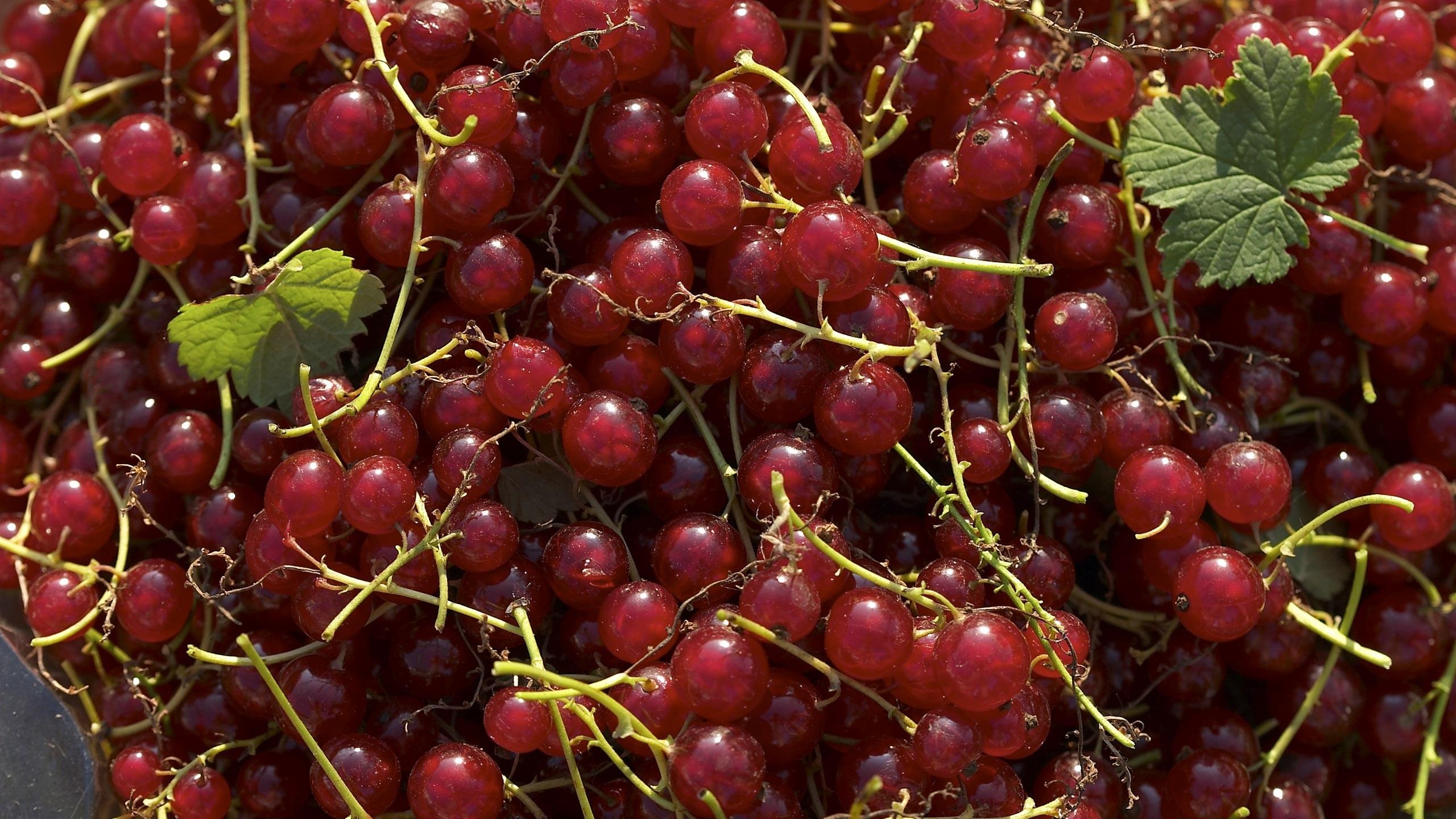 Currants Wallpaper