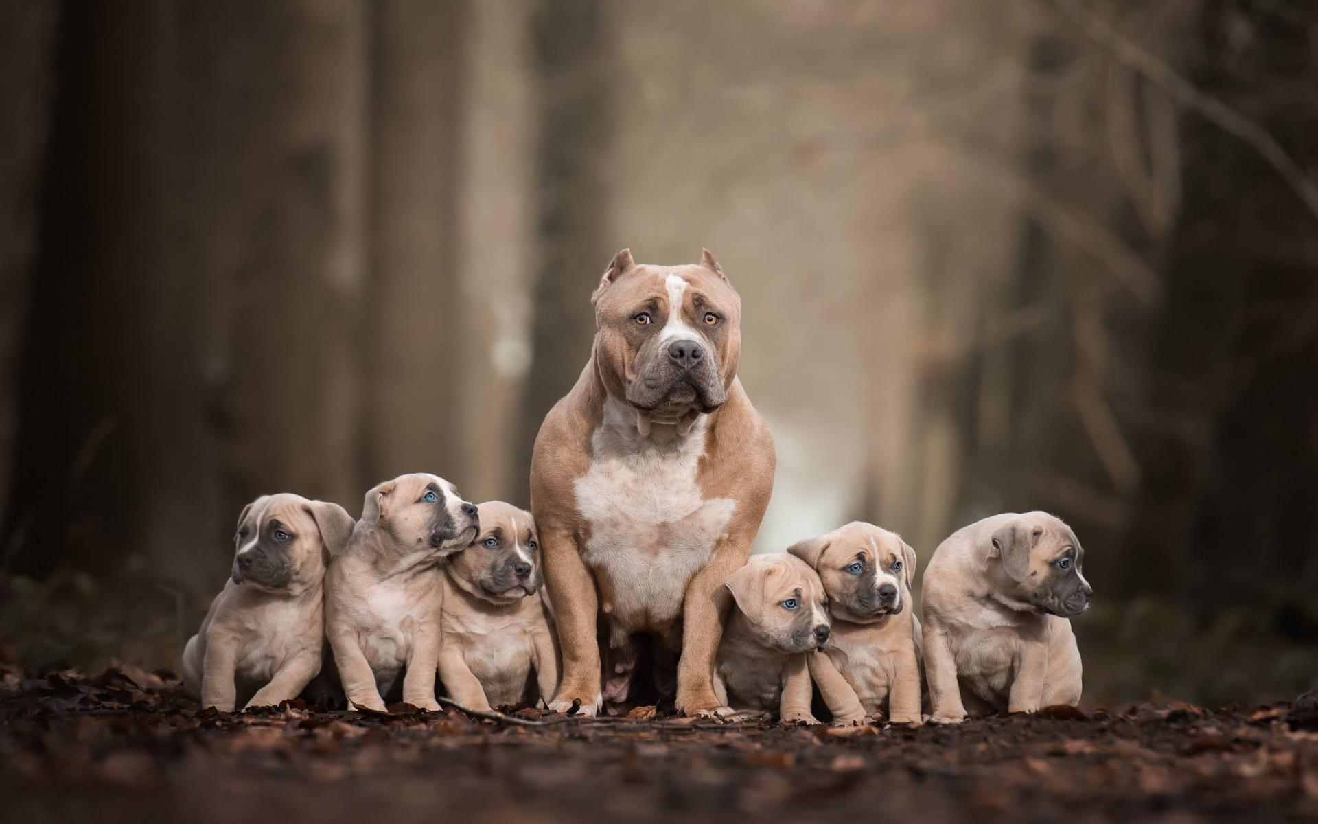 Download wallpaper Pitbull Terrier, family, brown puppies, big dog