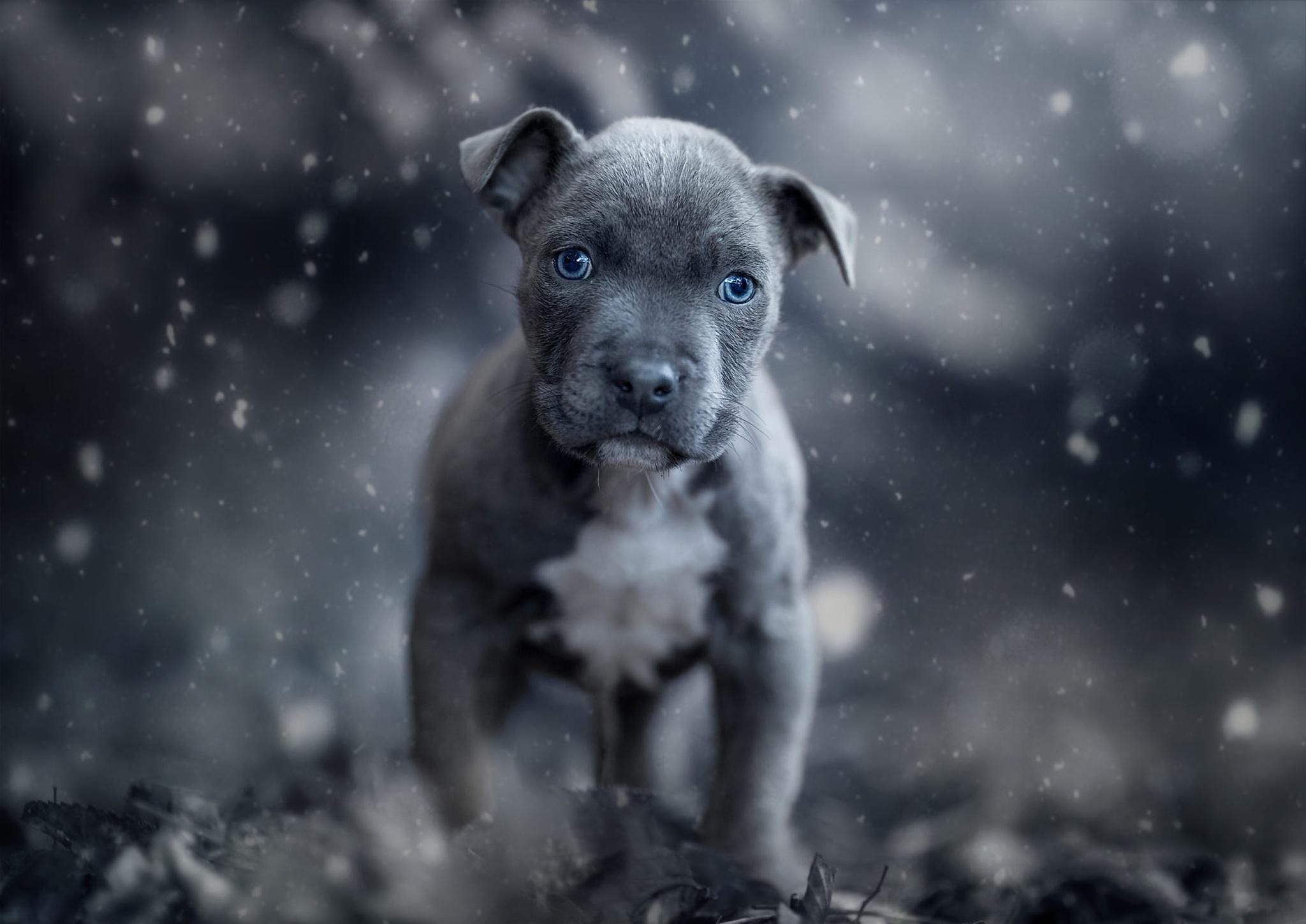 American Pit Bull Terrier HD Wallpaper. Background Image