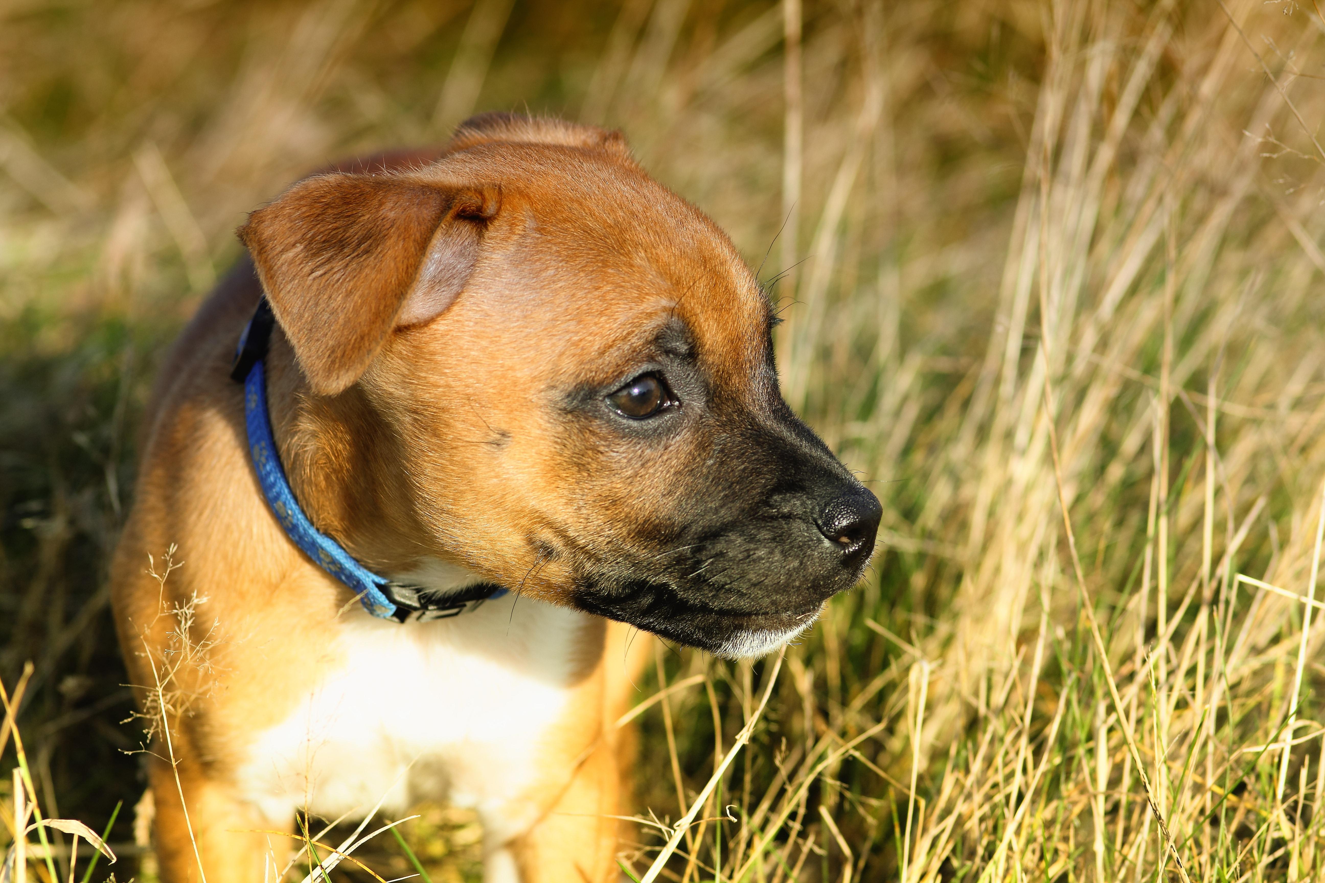tan and white american pit bull terrier puppy free image