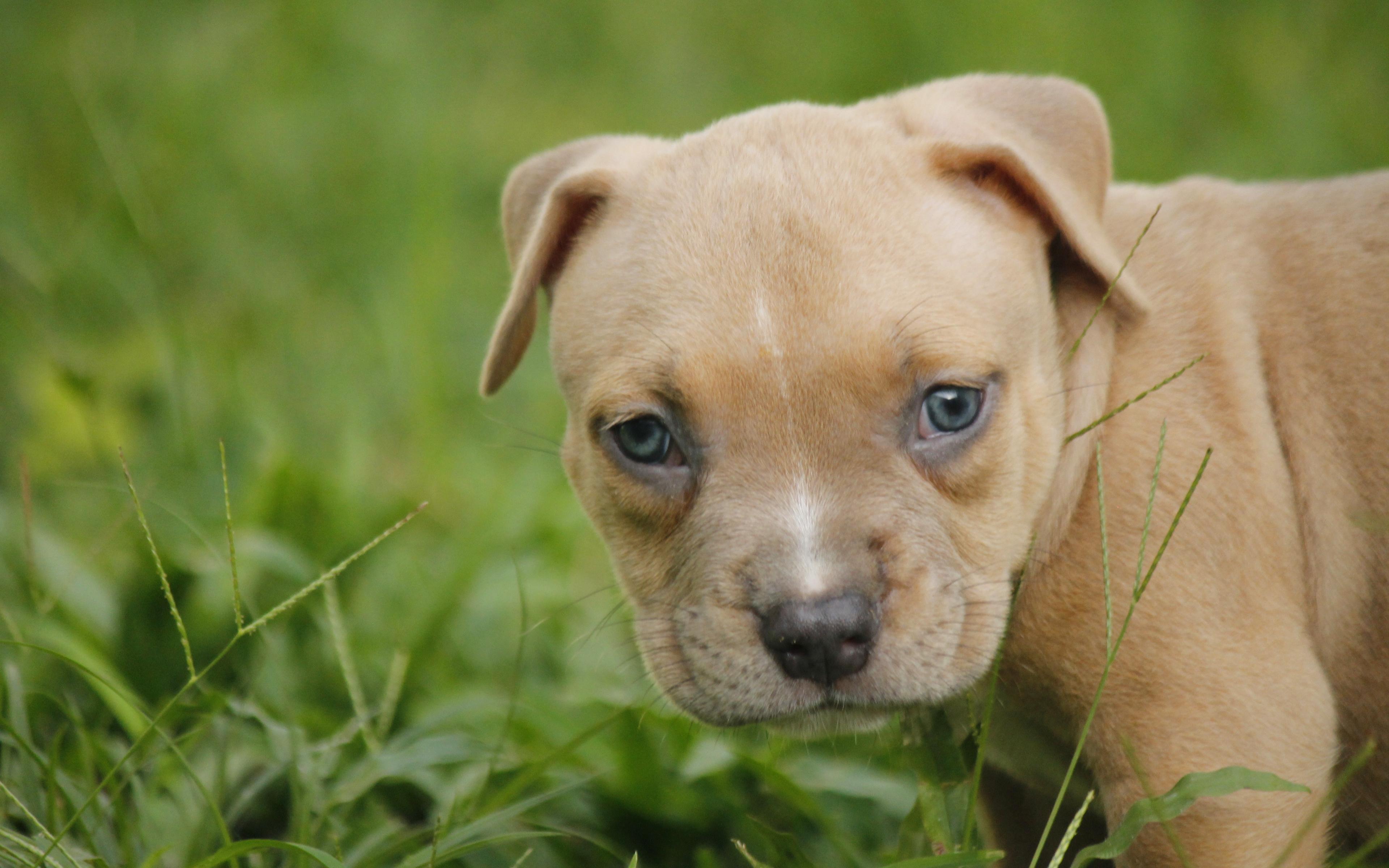 Download Wallpaper 4k, American Pit Bull Terrier, Puppy, Close Up