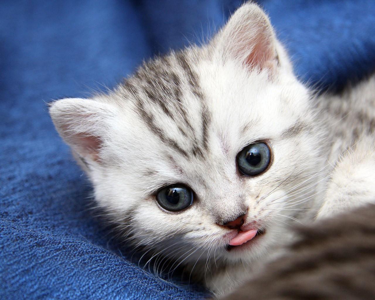 Animals Tongue Cats Little Animated Cat Wallpaper For Mobile Cats